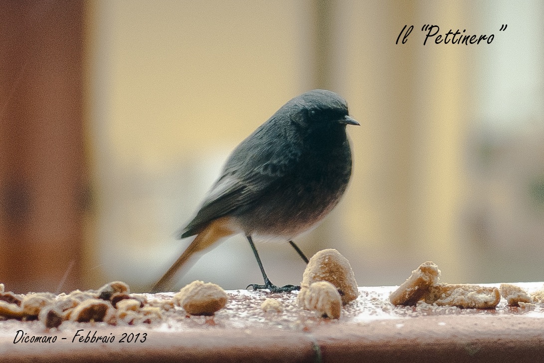 il "pettinero"