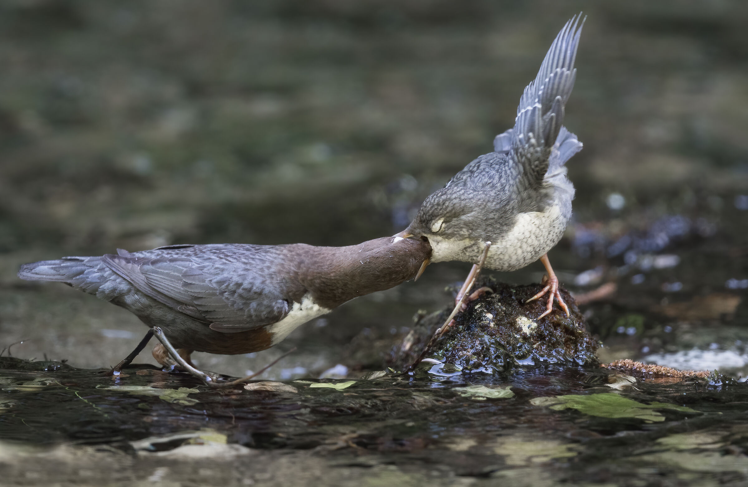 White-throated dipper