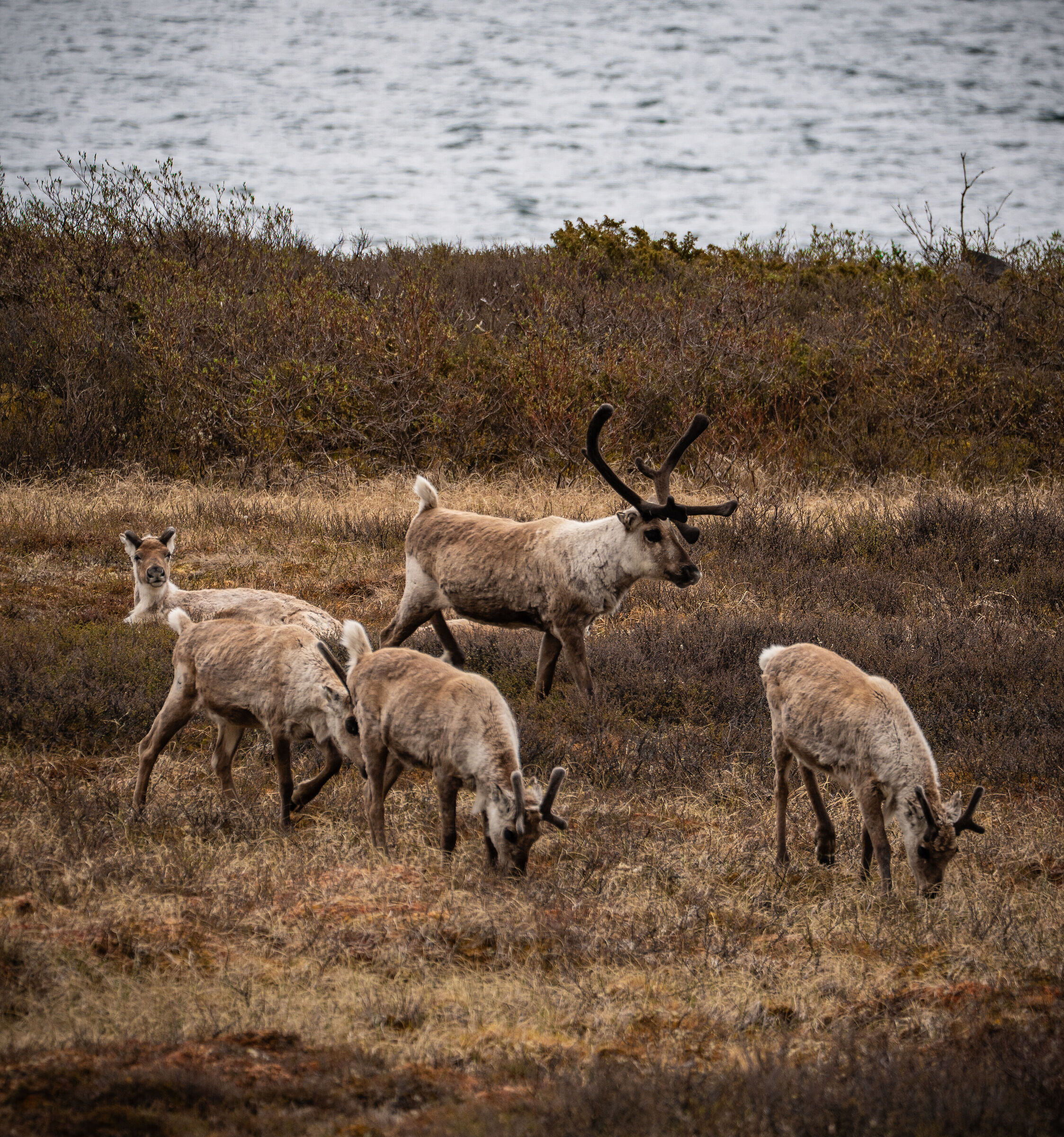 Reindeers