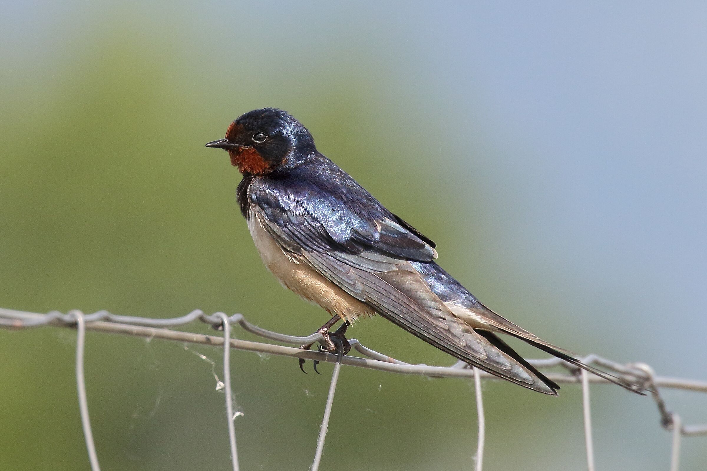A swallow