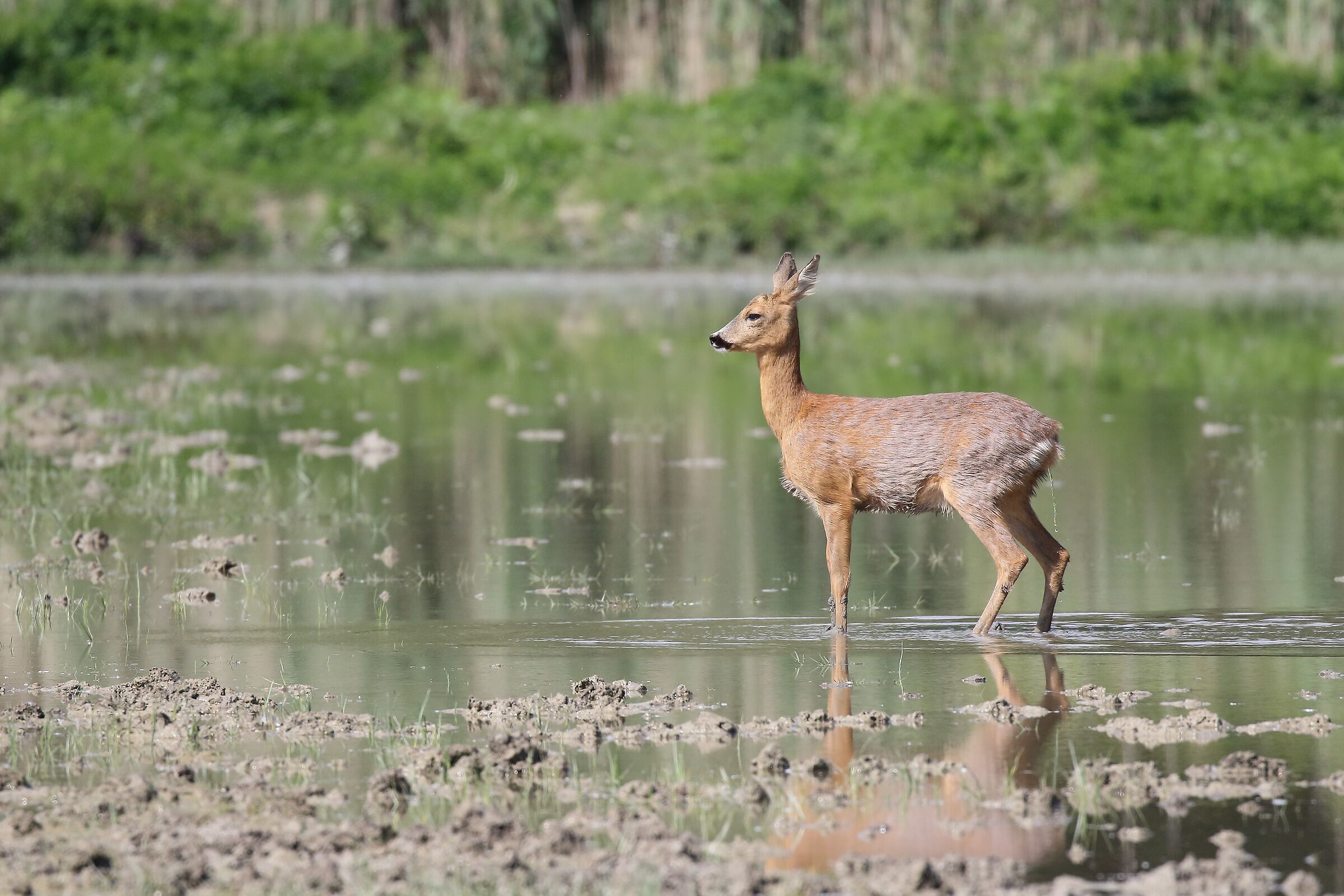 Capriolo in palude