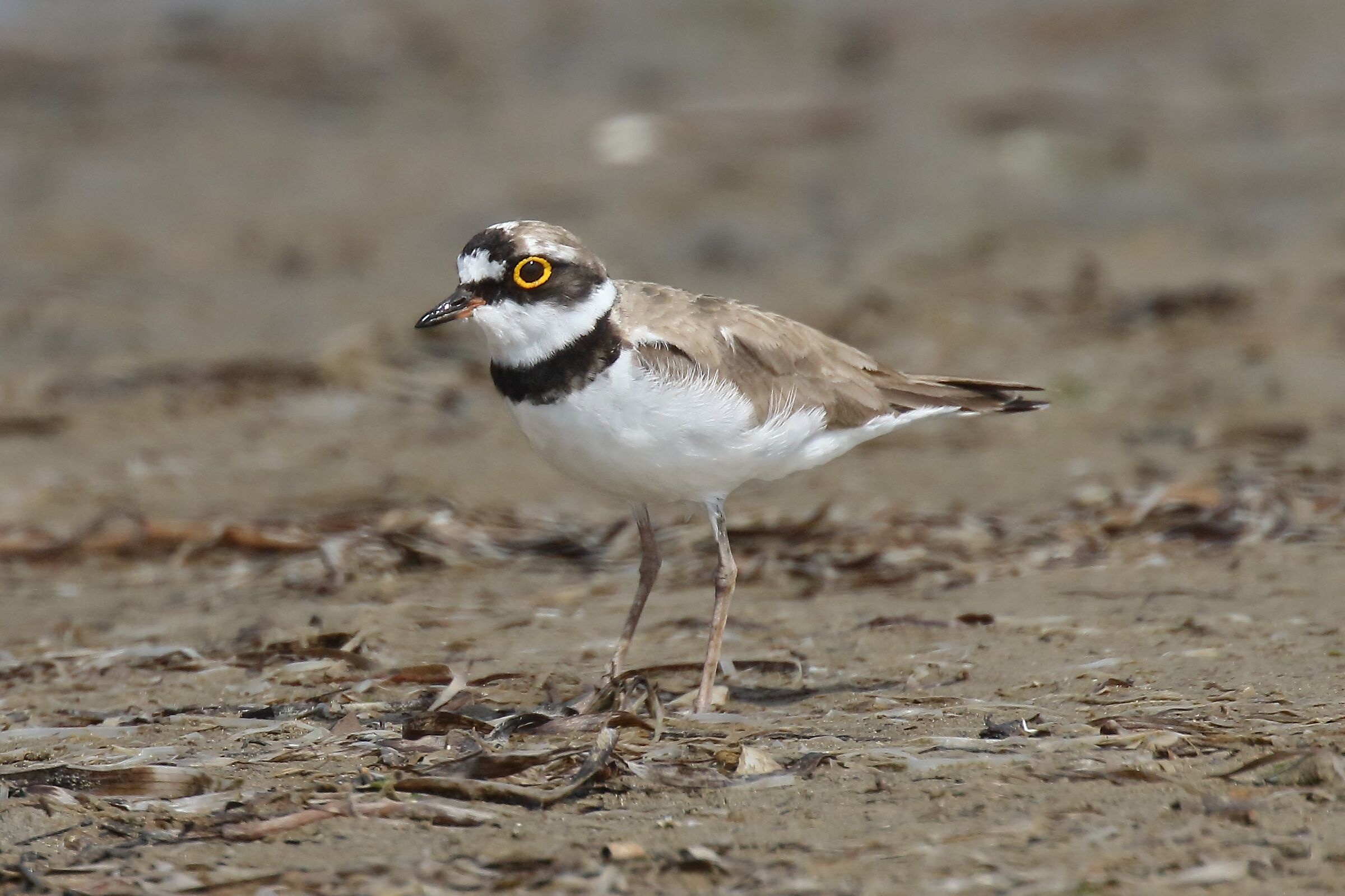 Little ringed plover