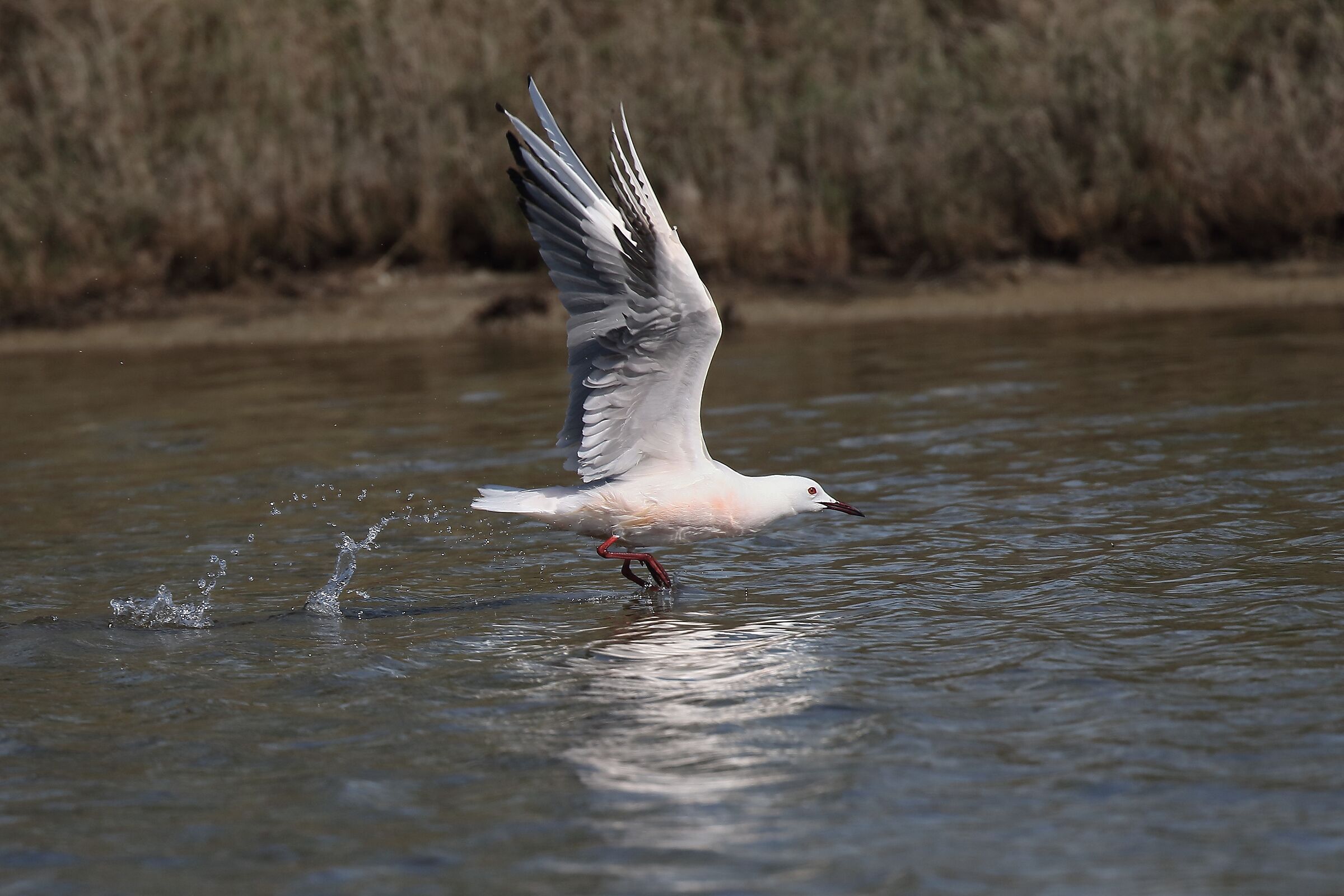 Rosy gull