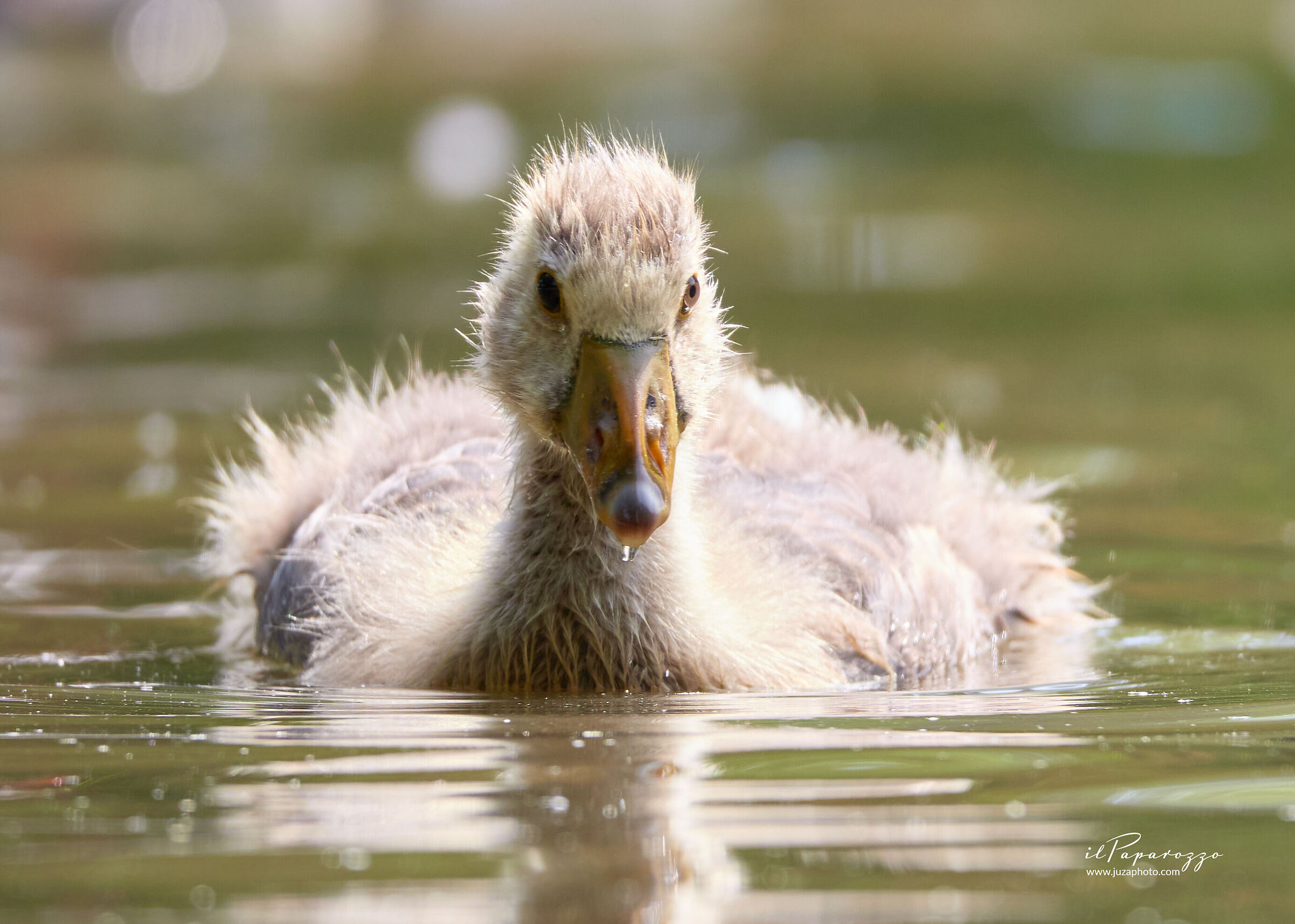 Cucciolo di Oca Selvatica