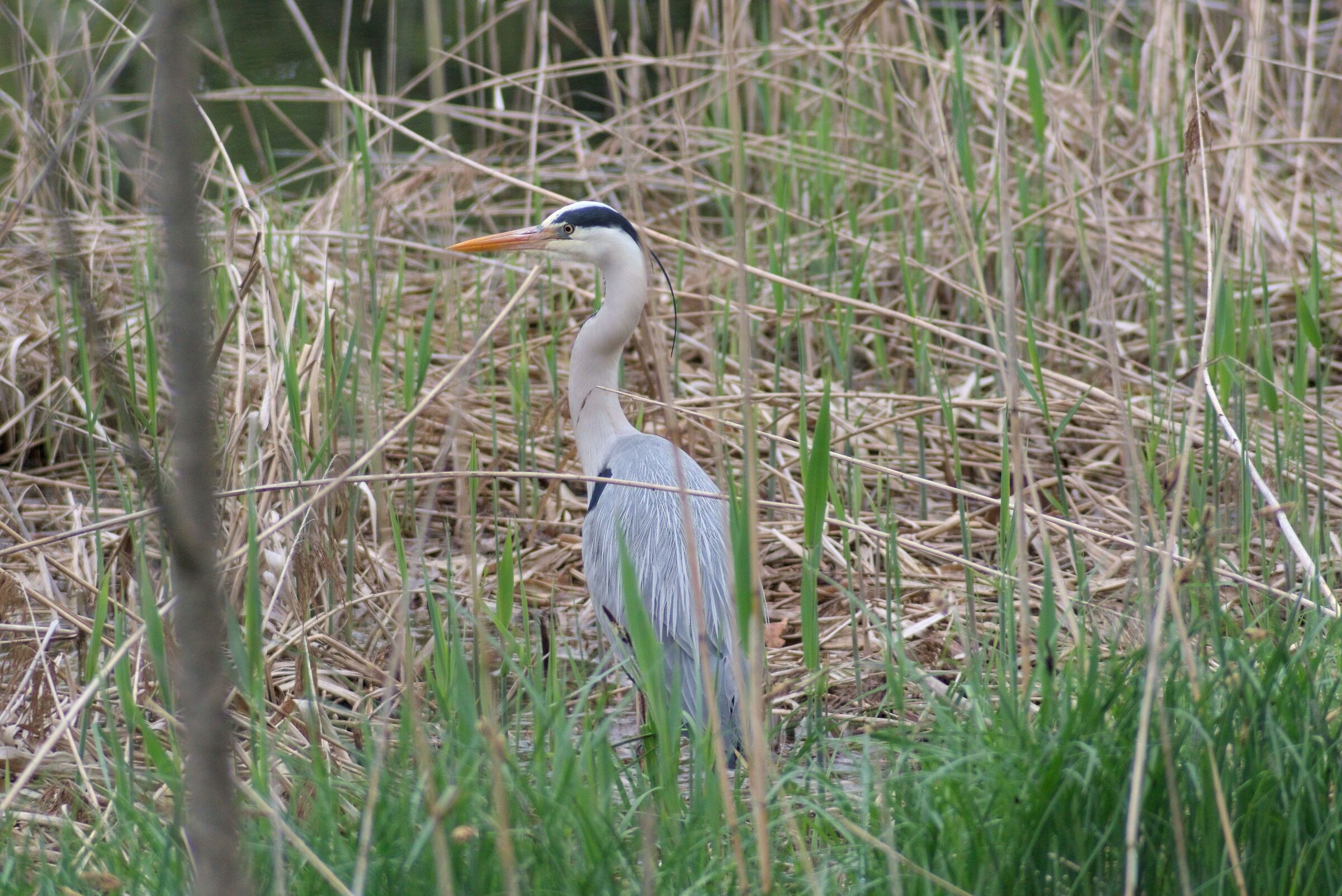 Parco di Bad-Säckingen