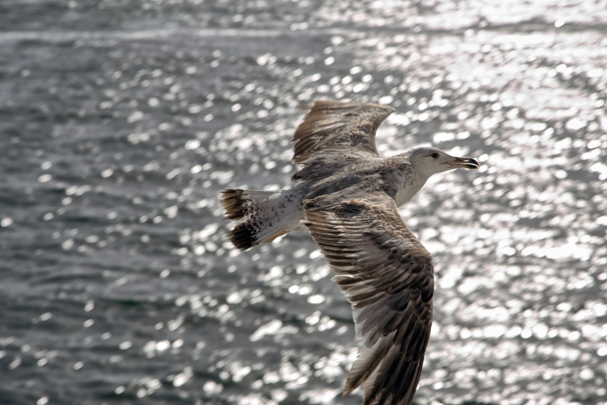 Il gabbiano Jonathan
