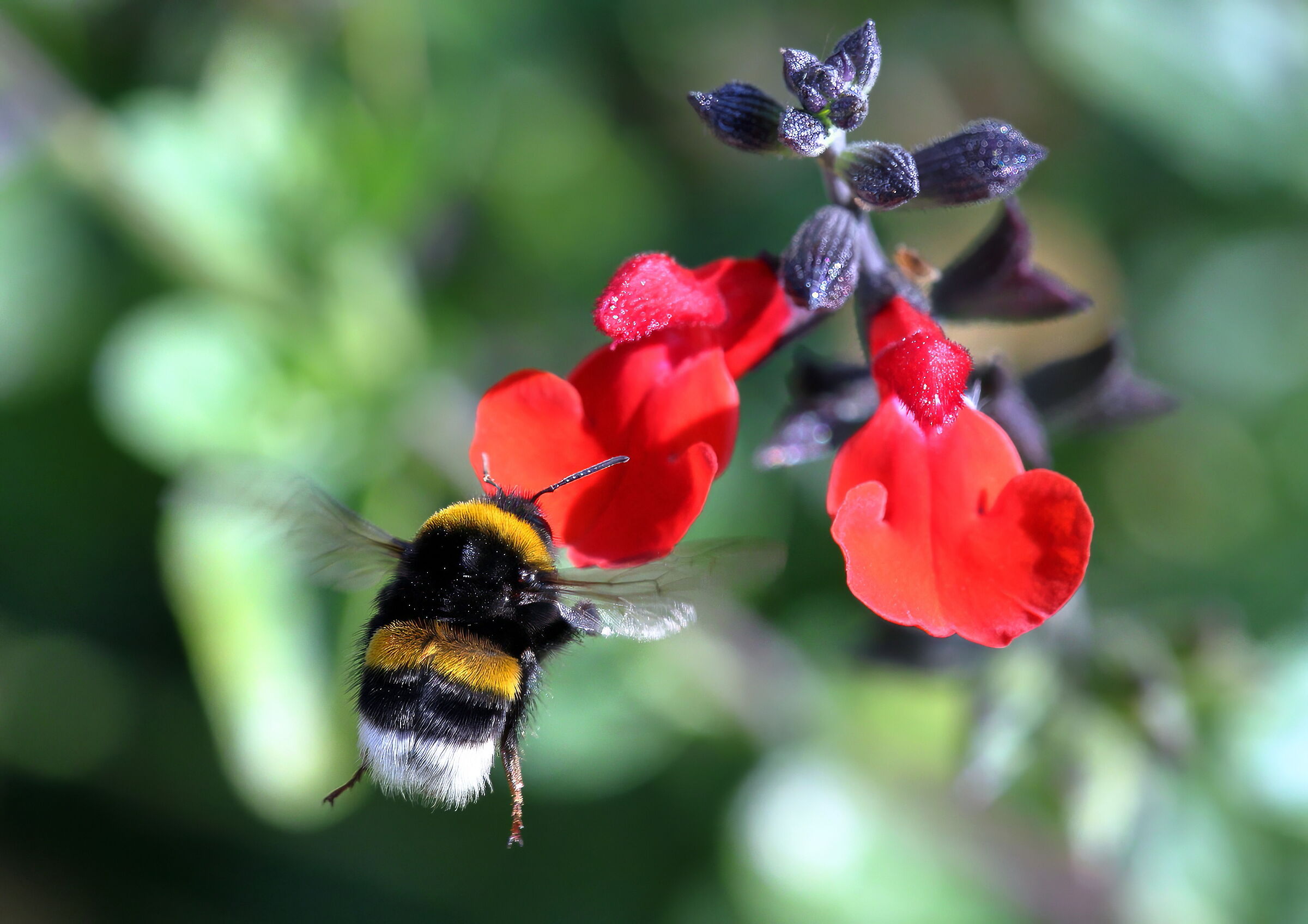 Bombo su Salvia greggii