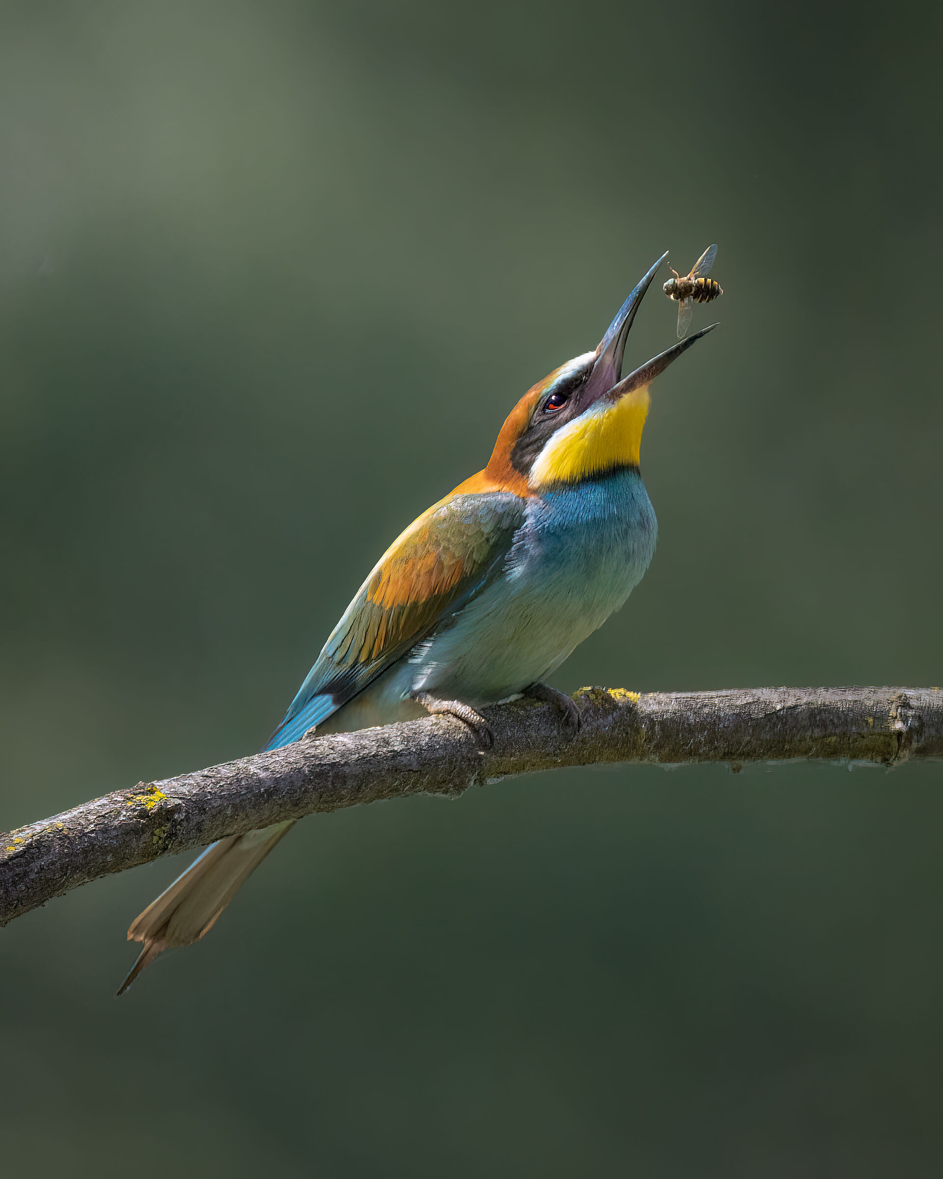 Bee-eater with prey
