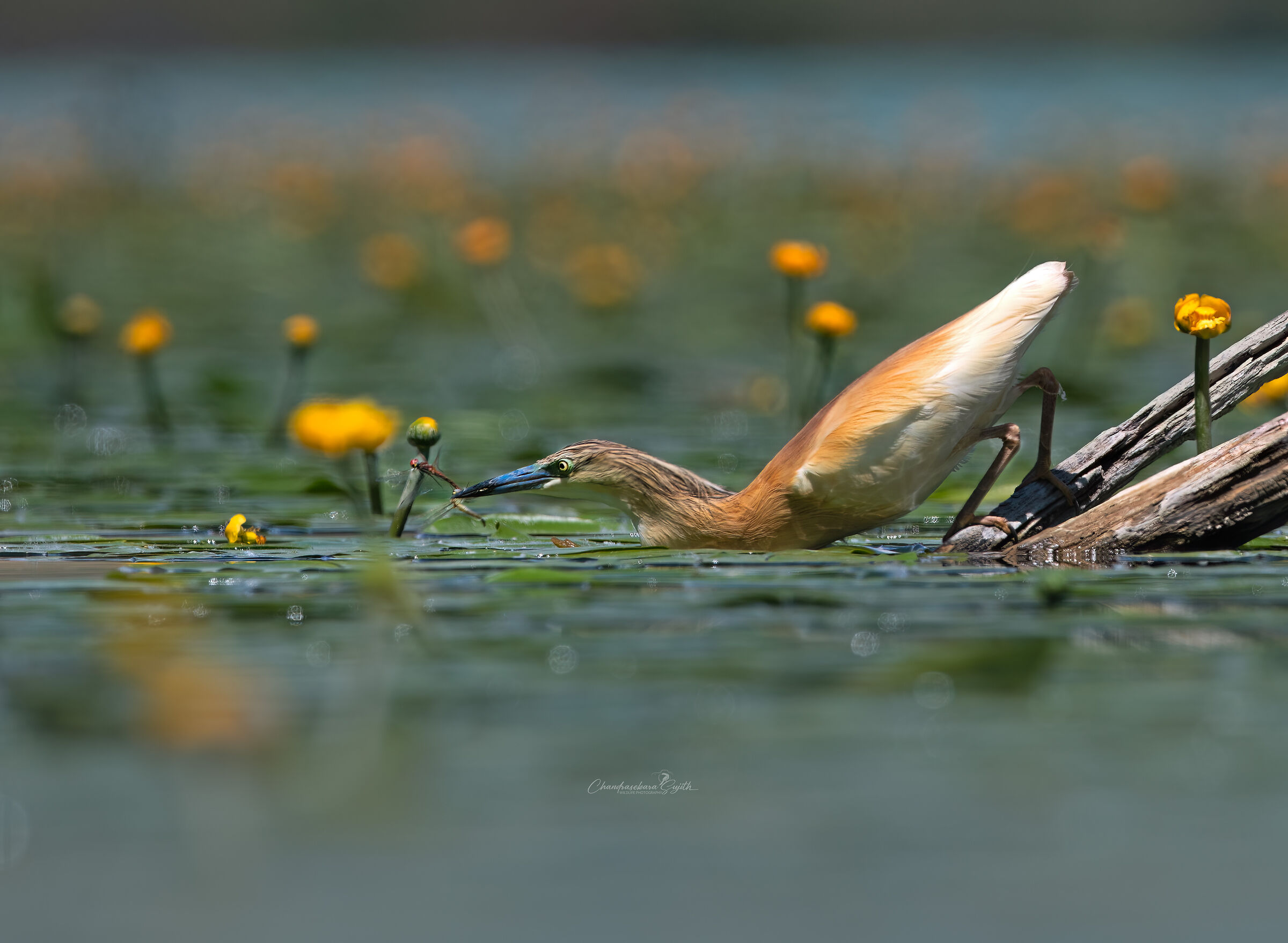 Starza squacco preys on a pair of dragonflies