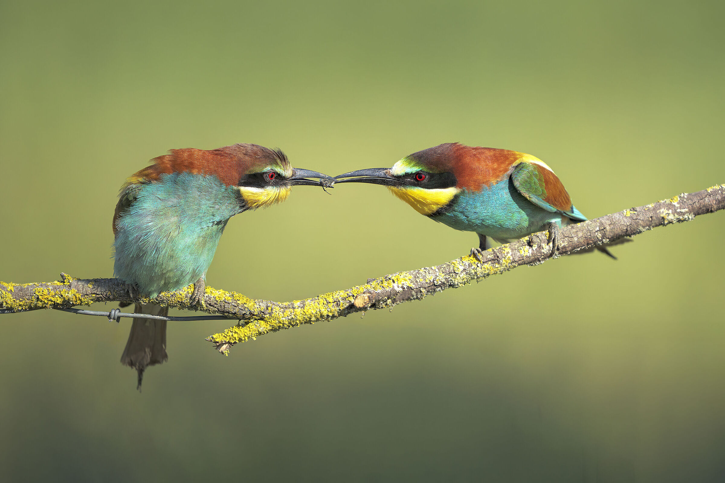 Bee-eaters gift exchange