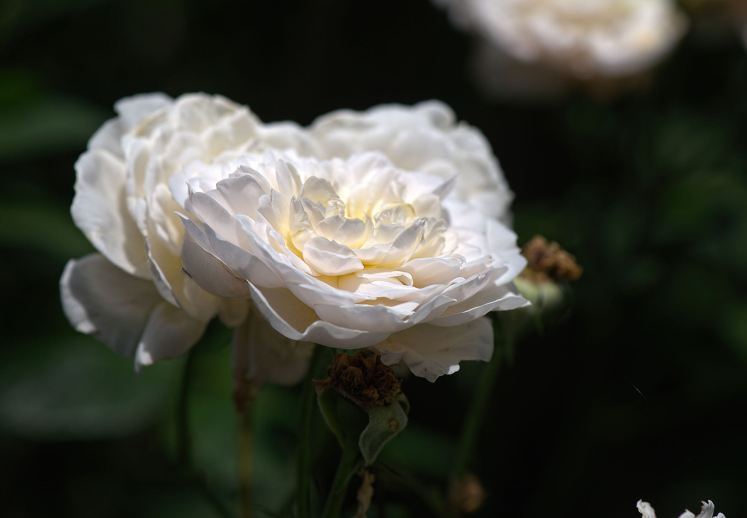 Emily Bronte D. Austin