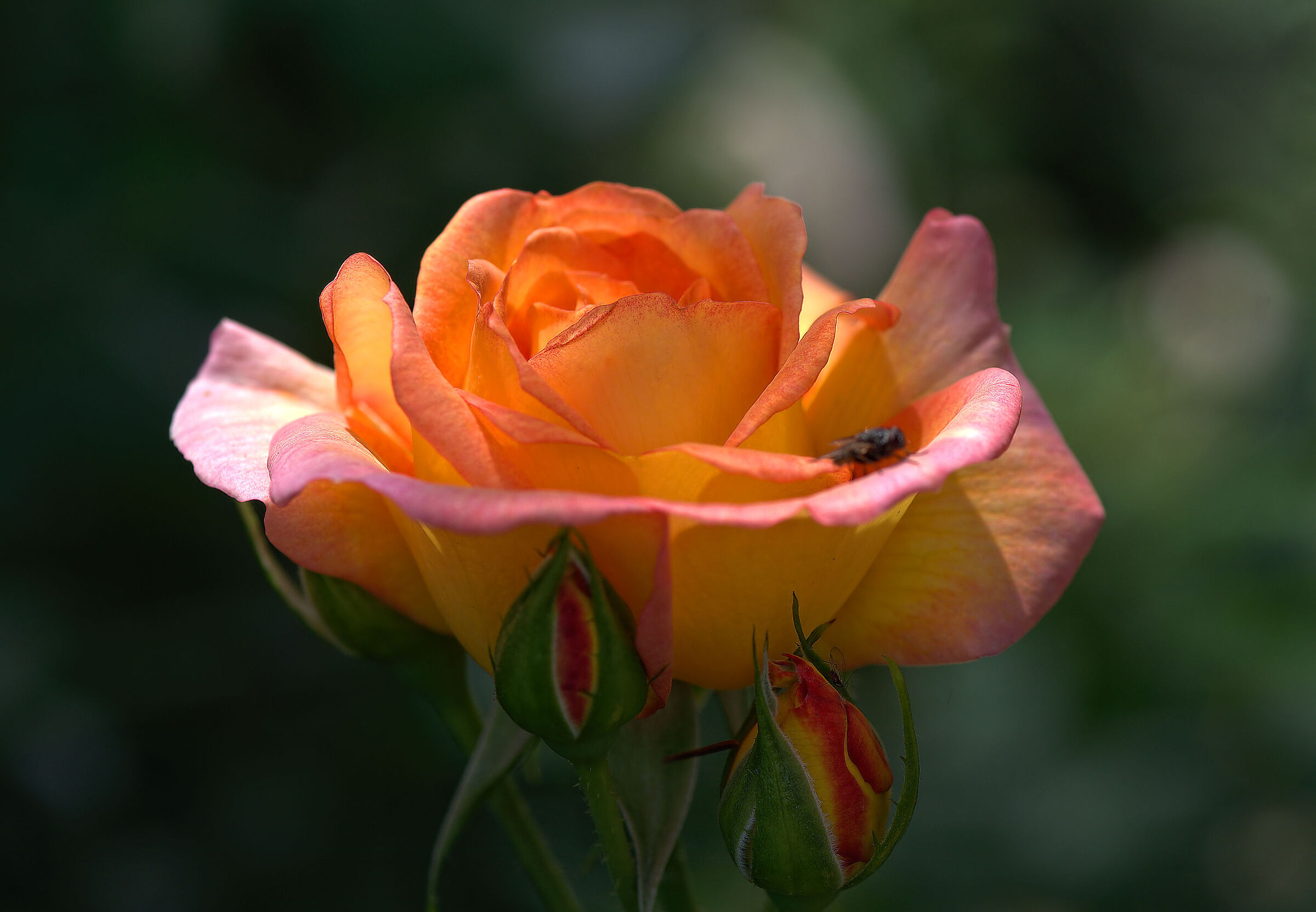 Philippe Noiret Meiland