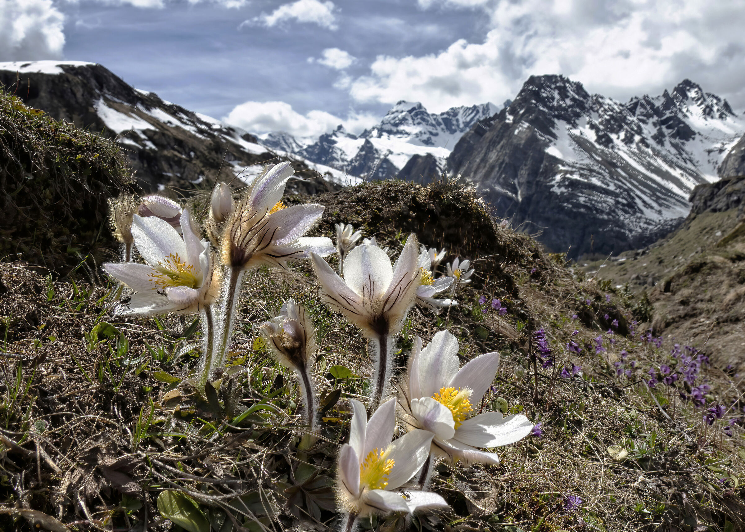 Anemone montano ( Pulsatilla)