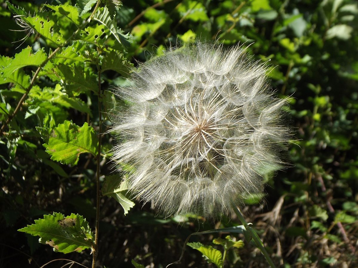 Taraxacum