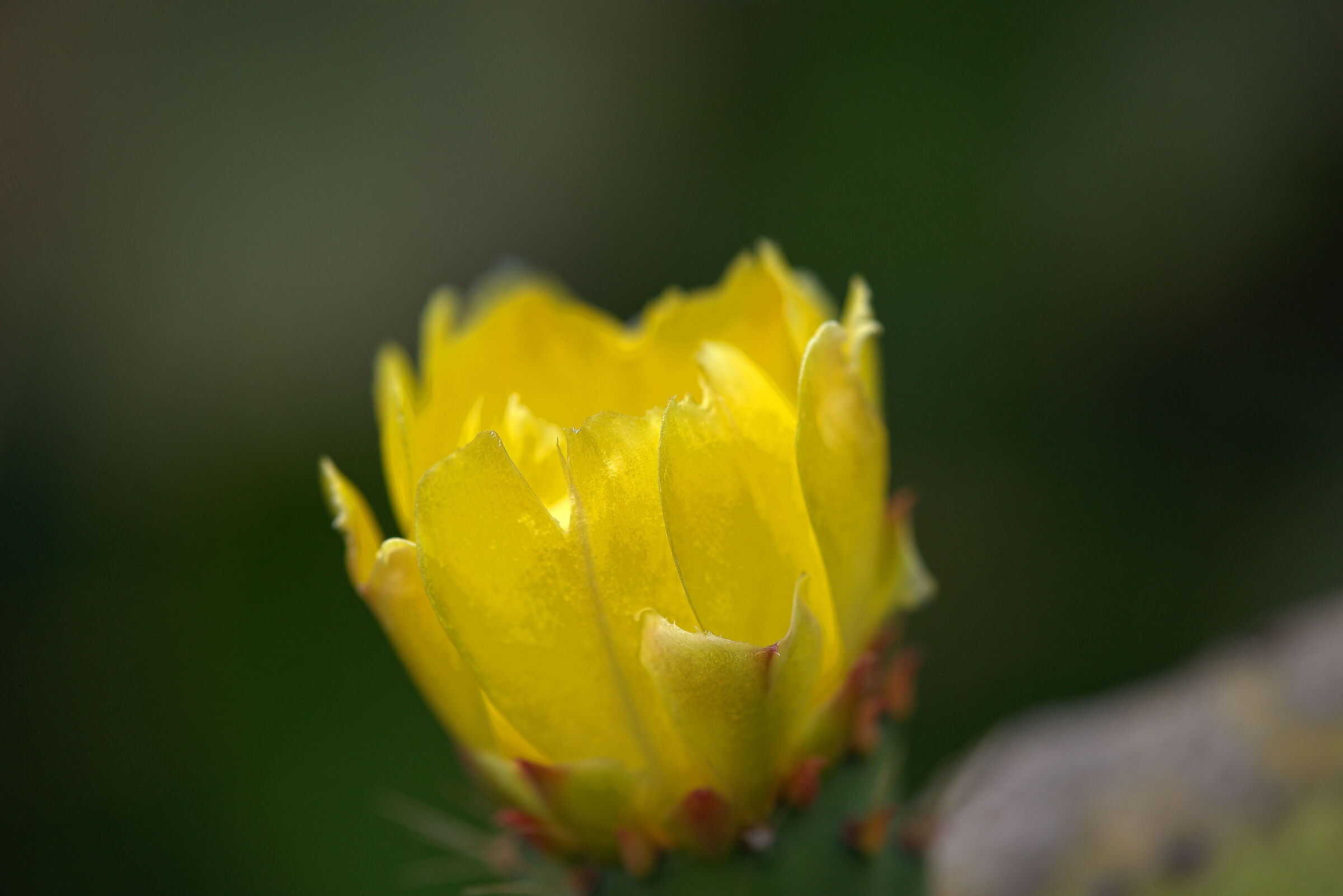 Prickly pear flower