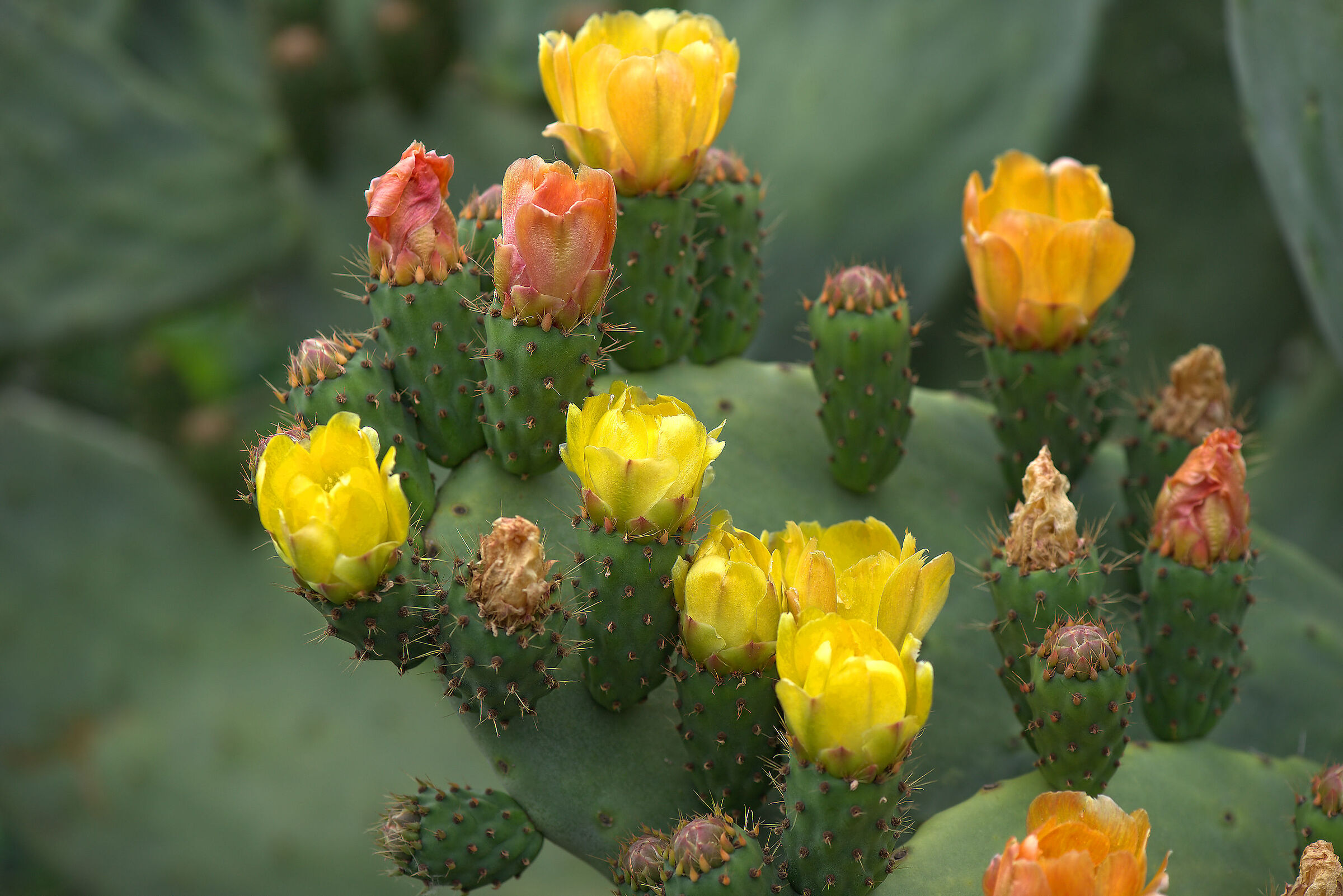 Fiori di Fico d'India