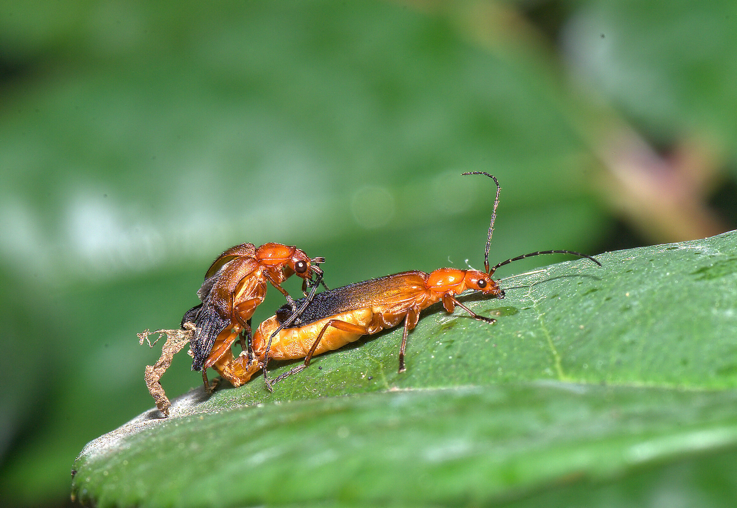 Cantharis rufa