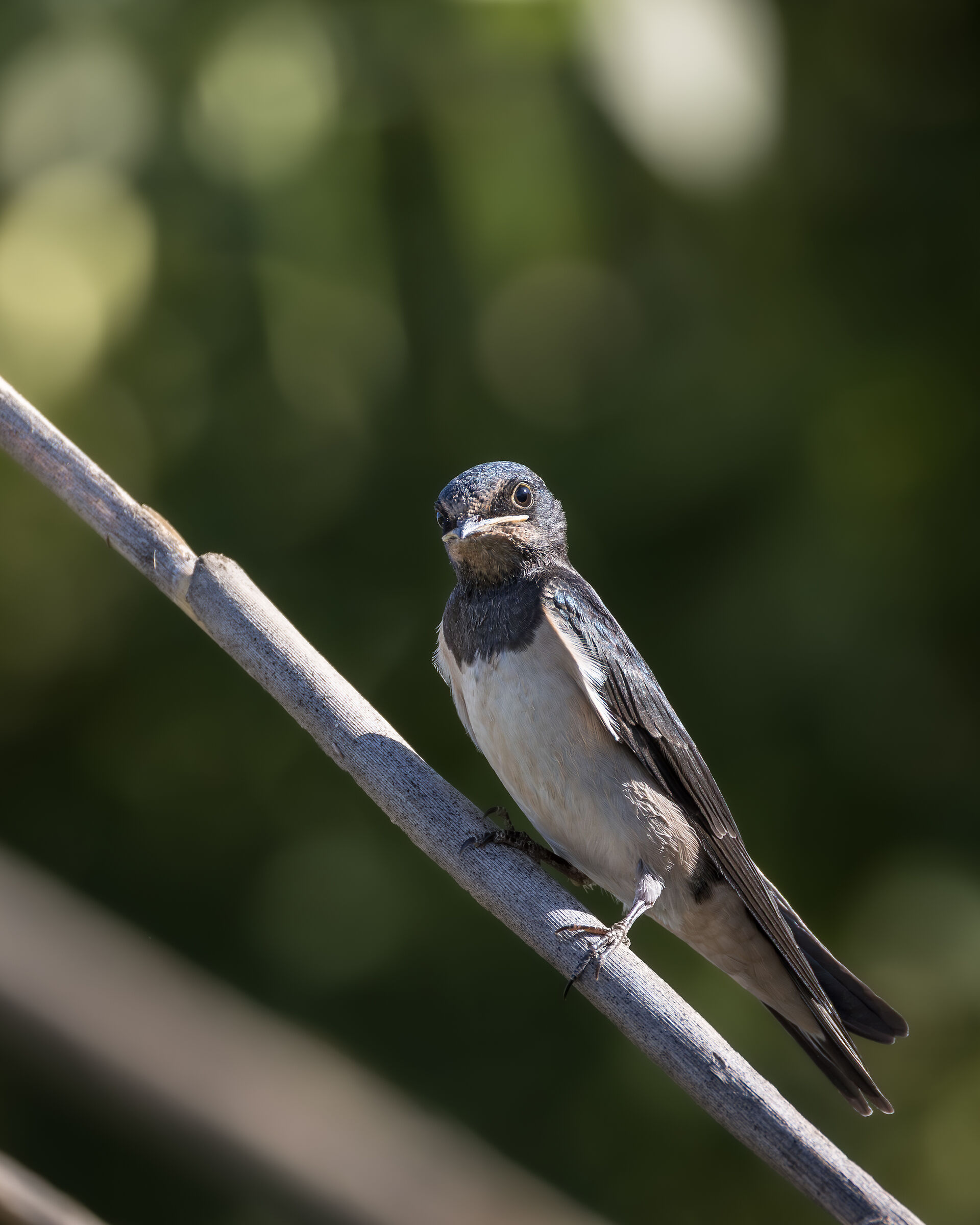 Swallow