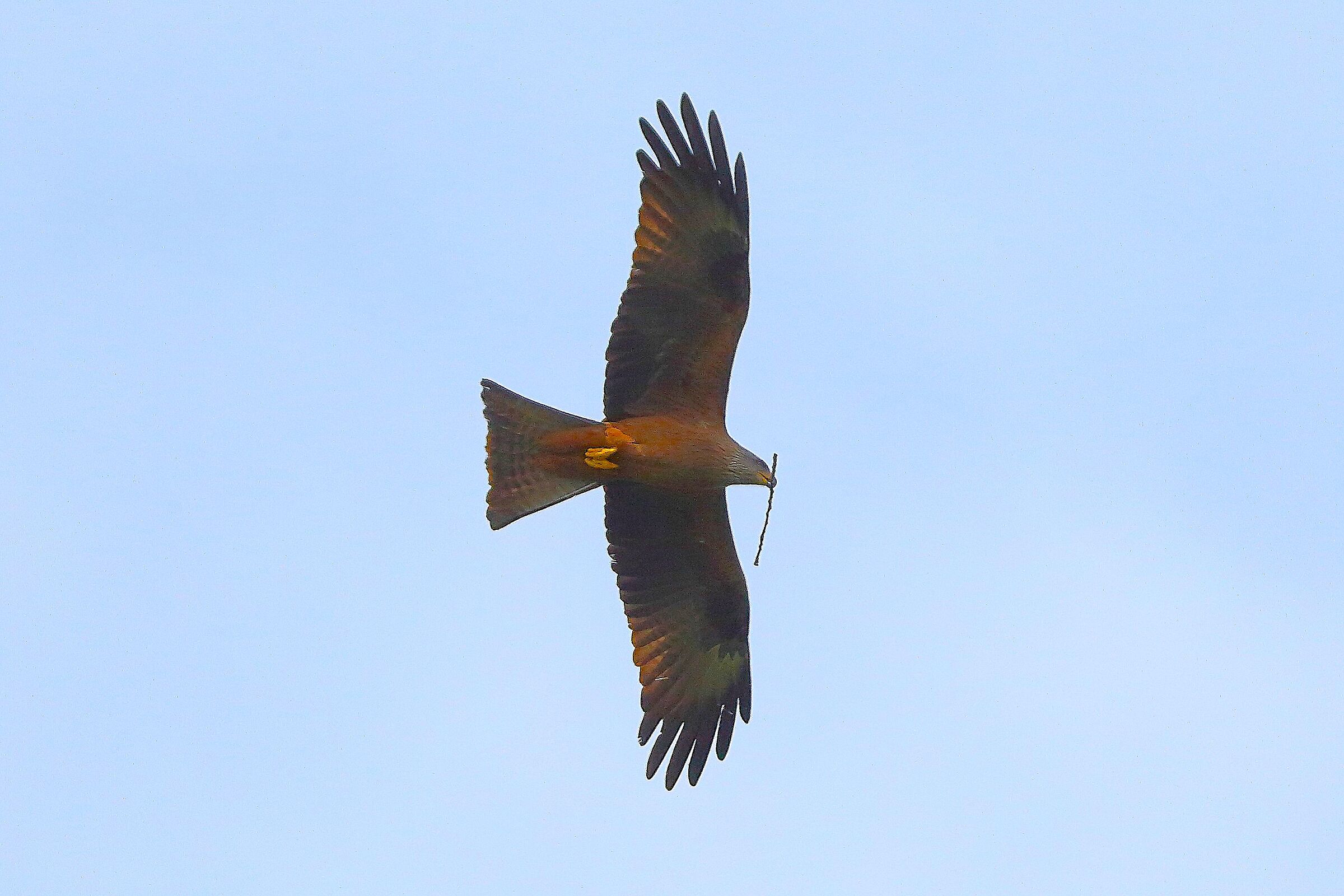 Nibbio bruno 30 marzo 2025 - 0092