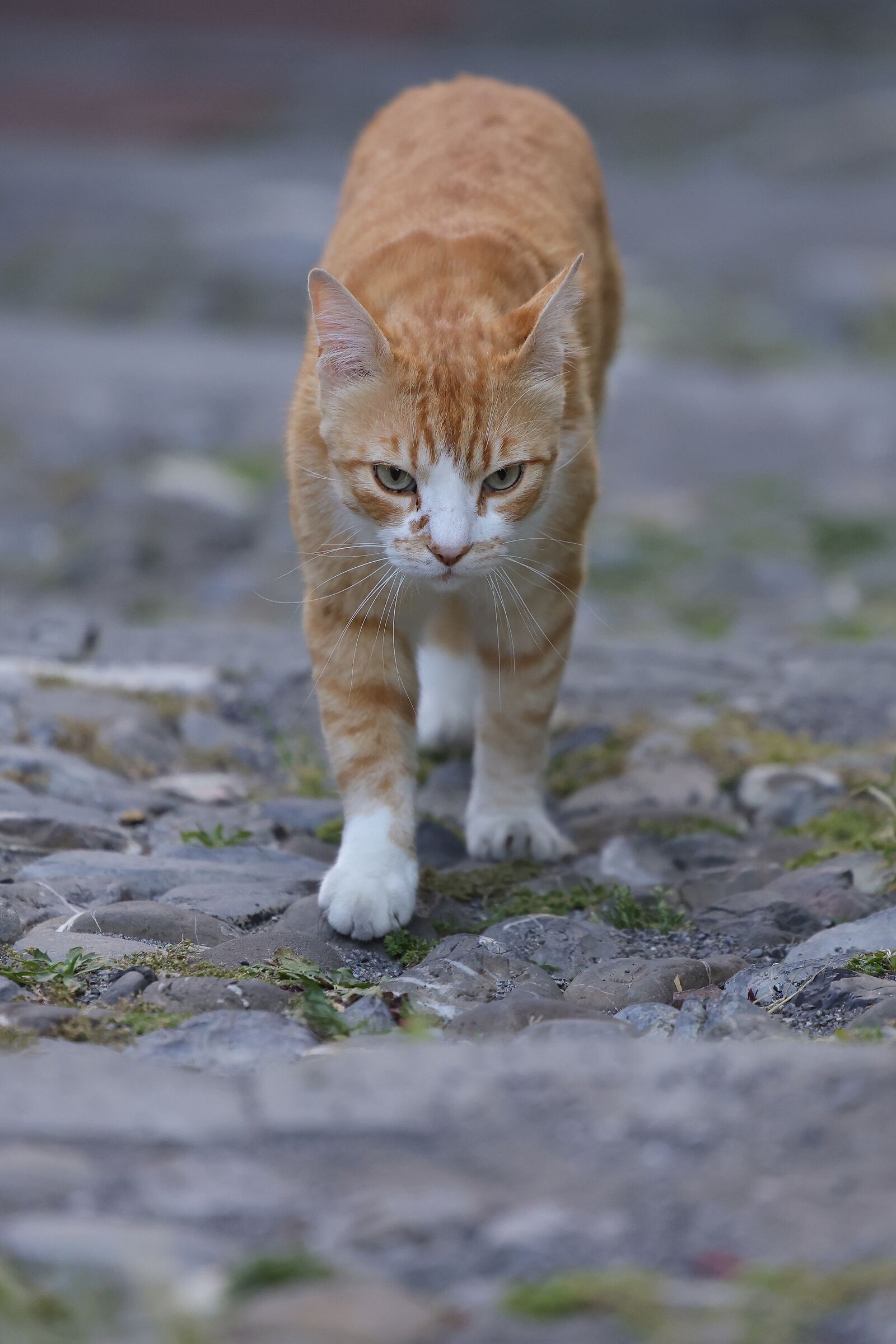 Stray