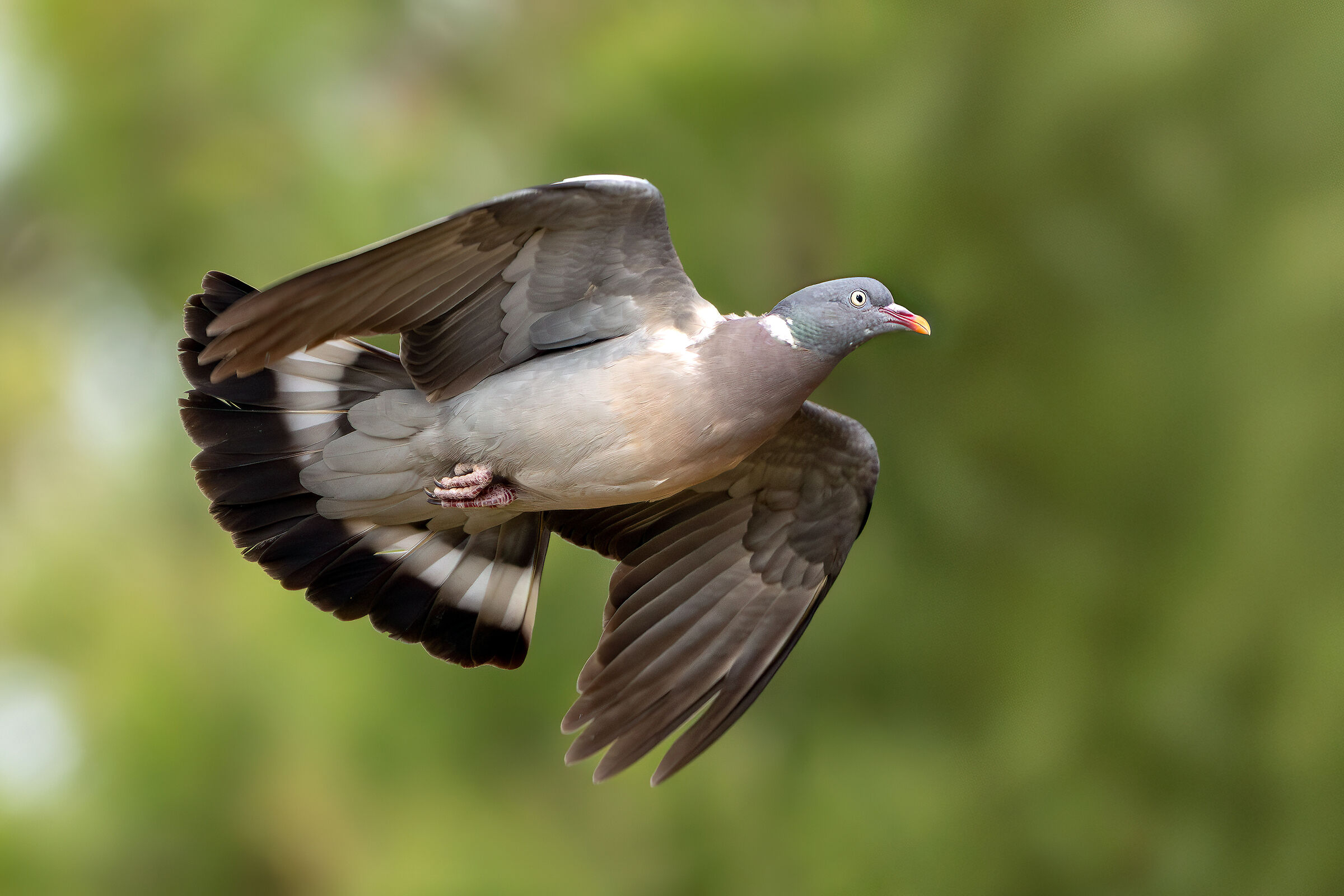 Wood pigeon