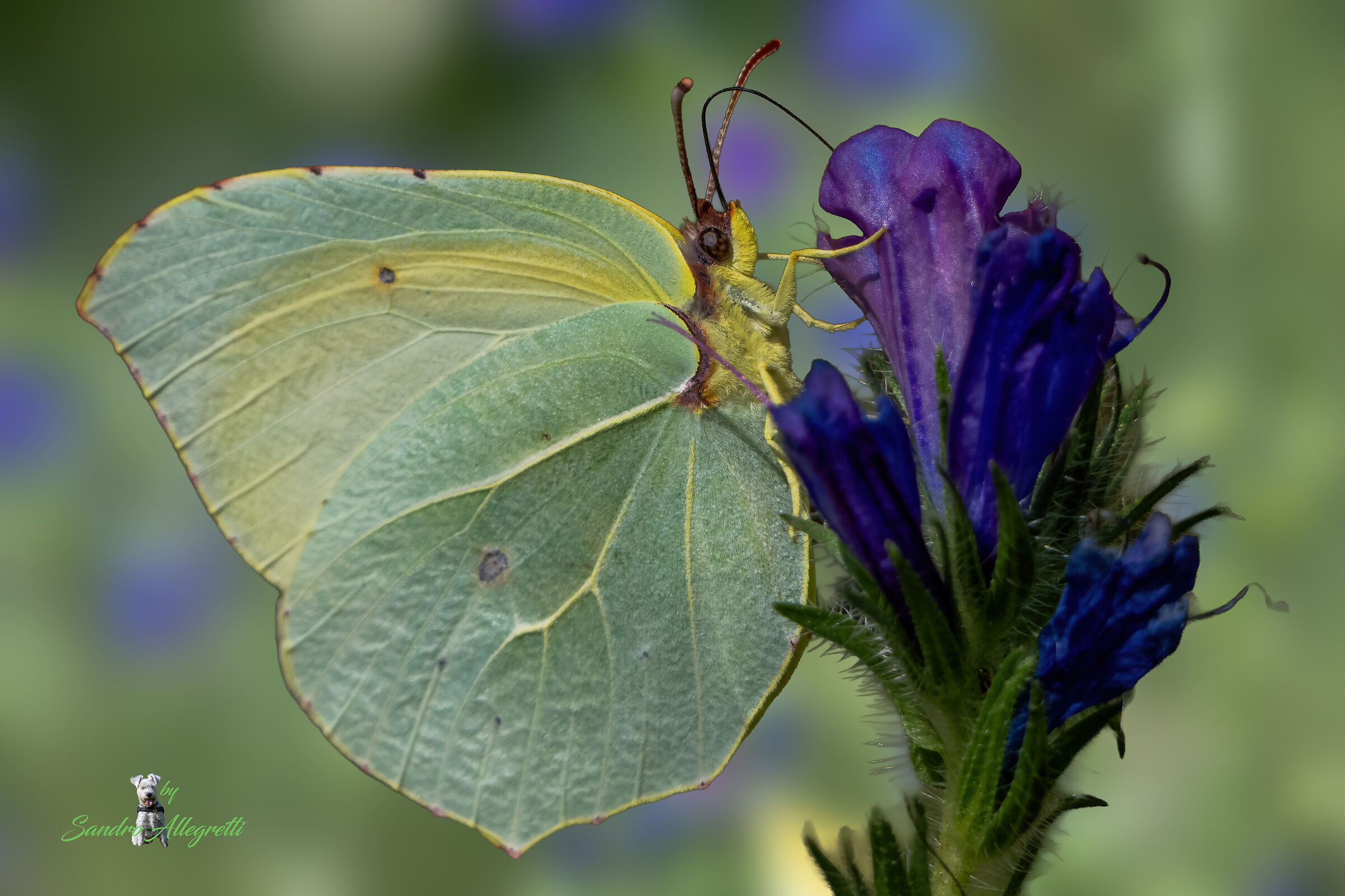 Gonepteryx cleopatra + (Echium plantagineum)