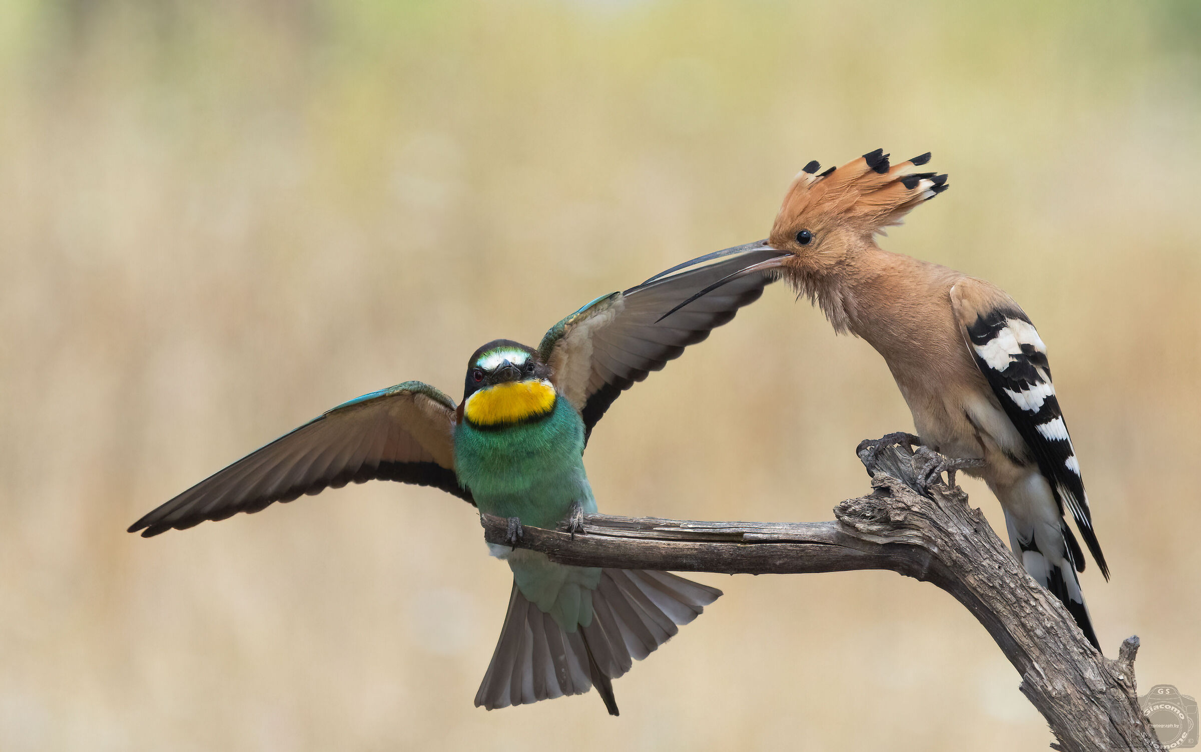 The Hoopoe and the Bee-eater