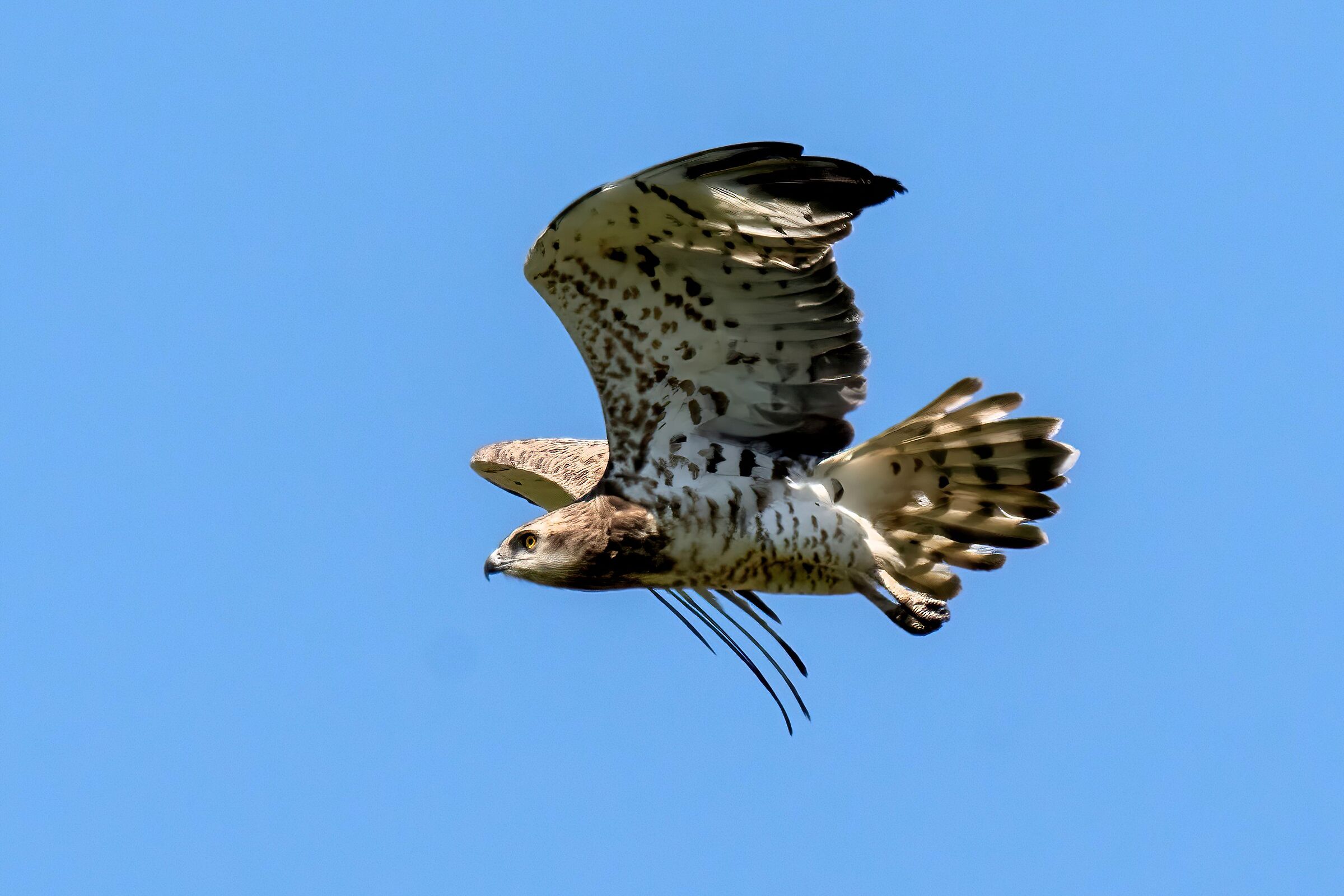 Biancone (Circaetus gallicus)