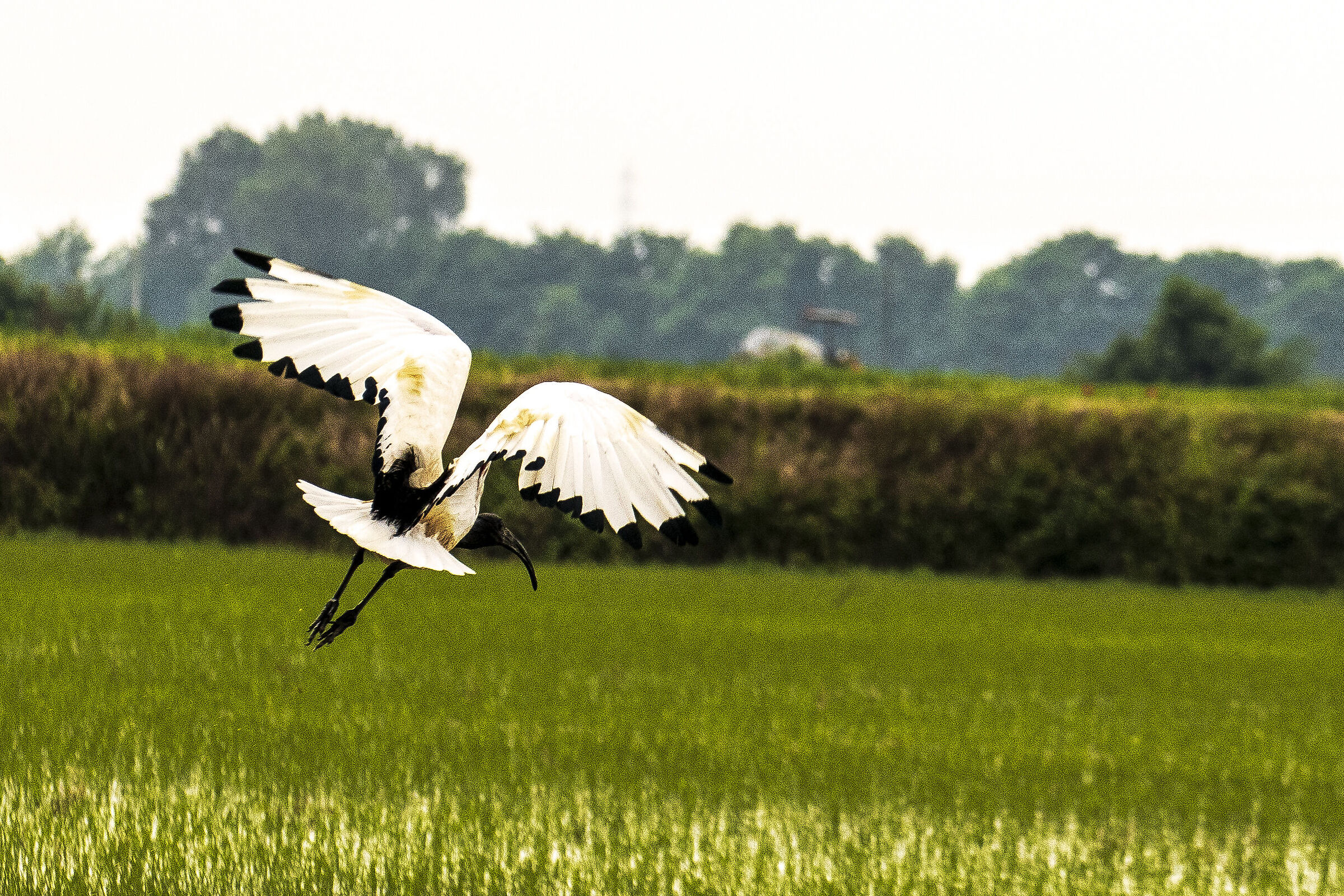 Sacred ibis at take-off (so "cropped ...).