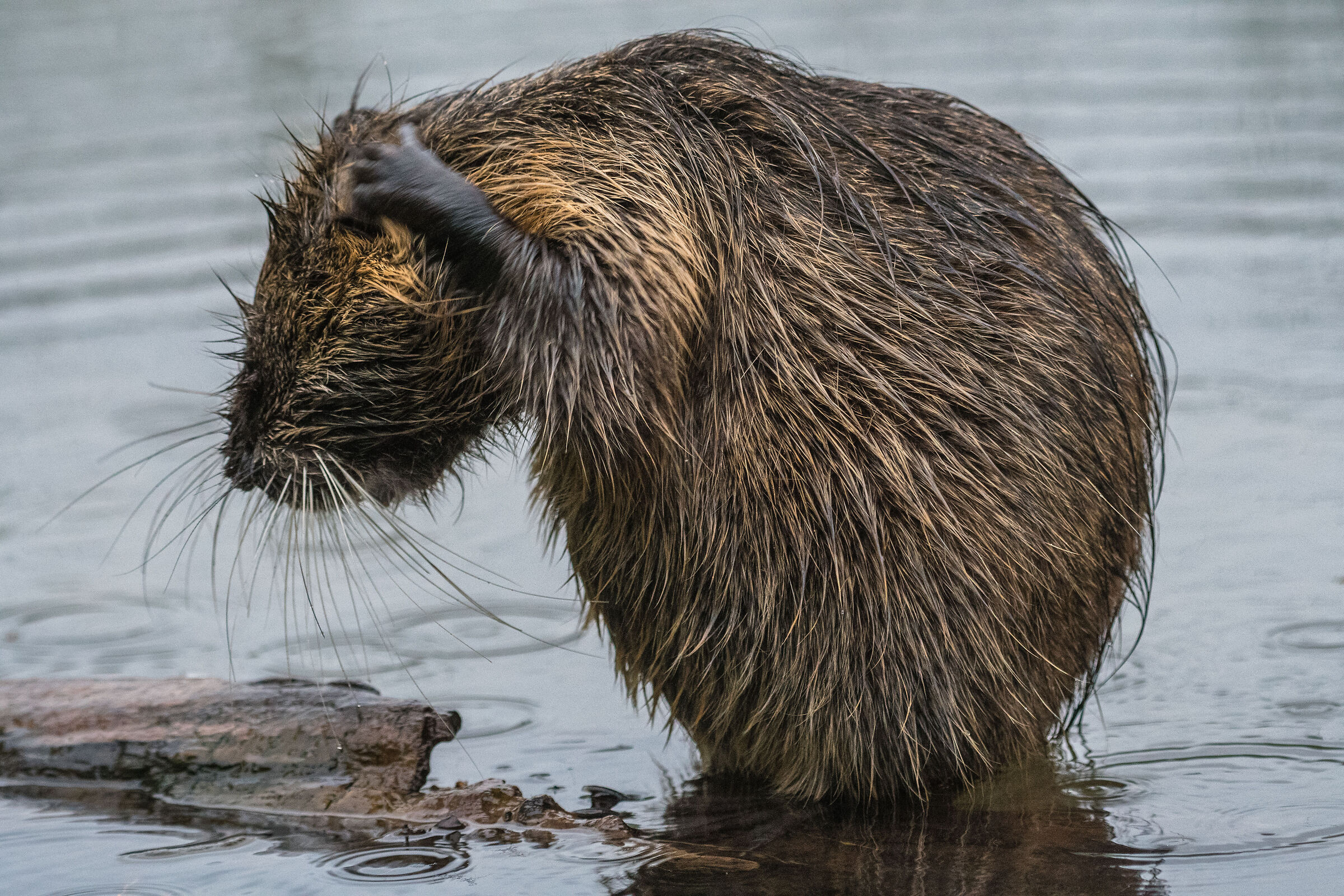 The shampoo... (Nutria at the small lake of Avigliana)