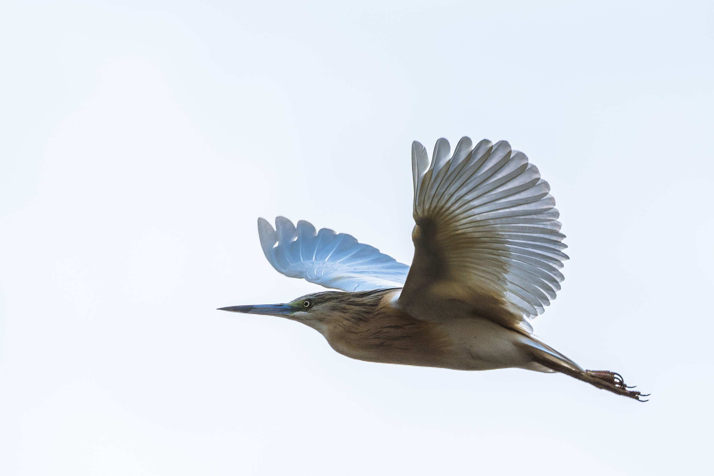 In flight ... (Nervia oasis squacco heron)