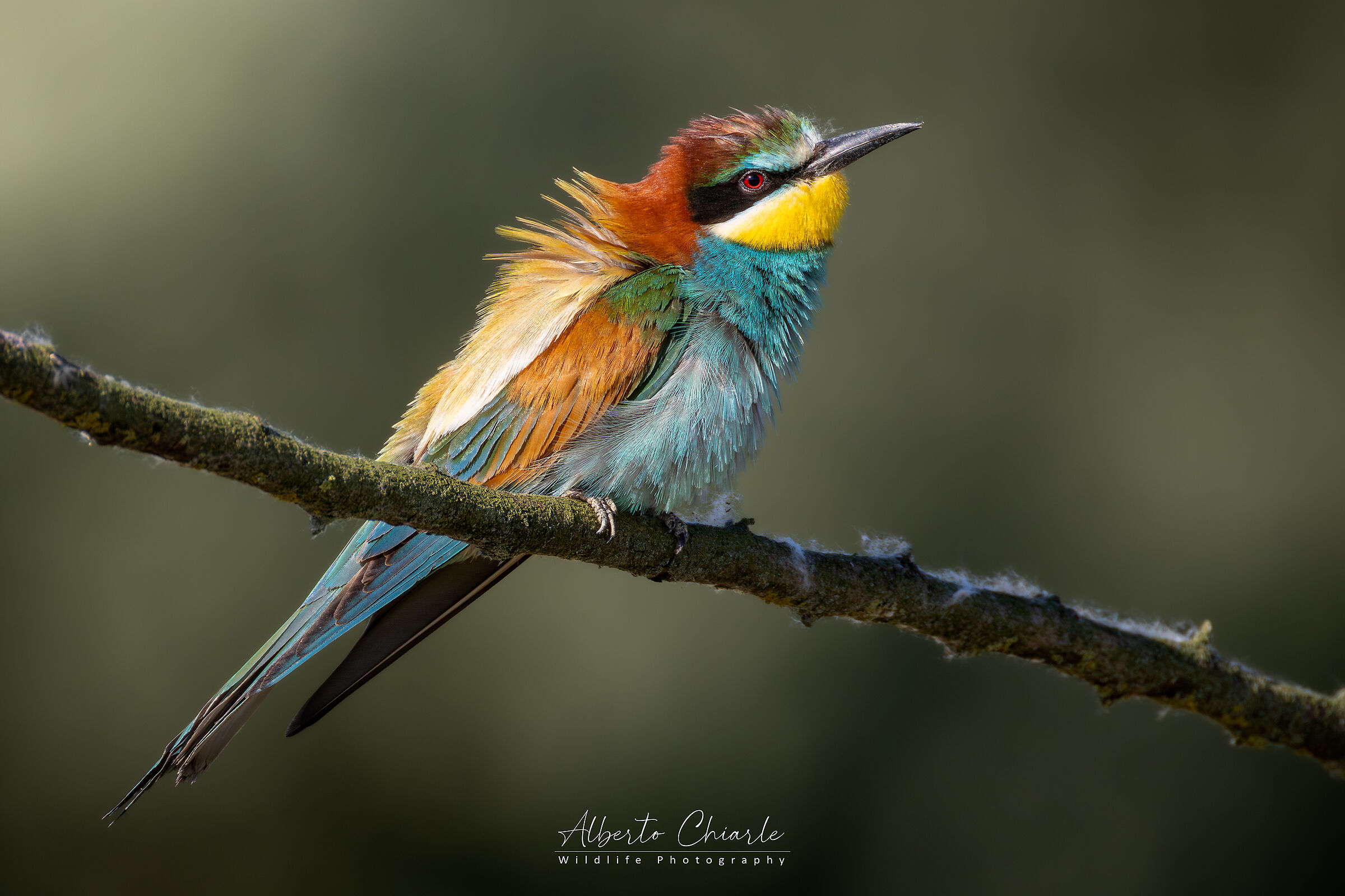Bee-eater