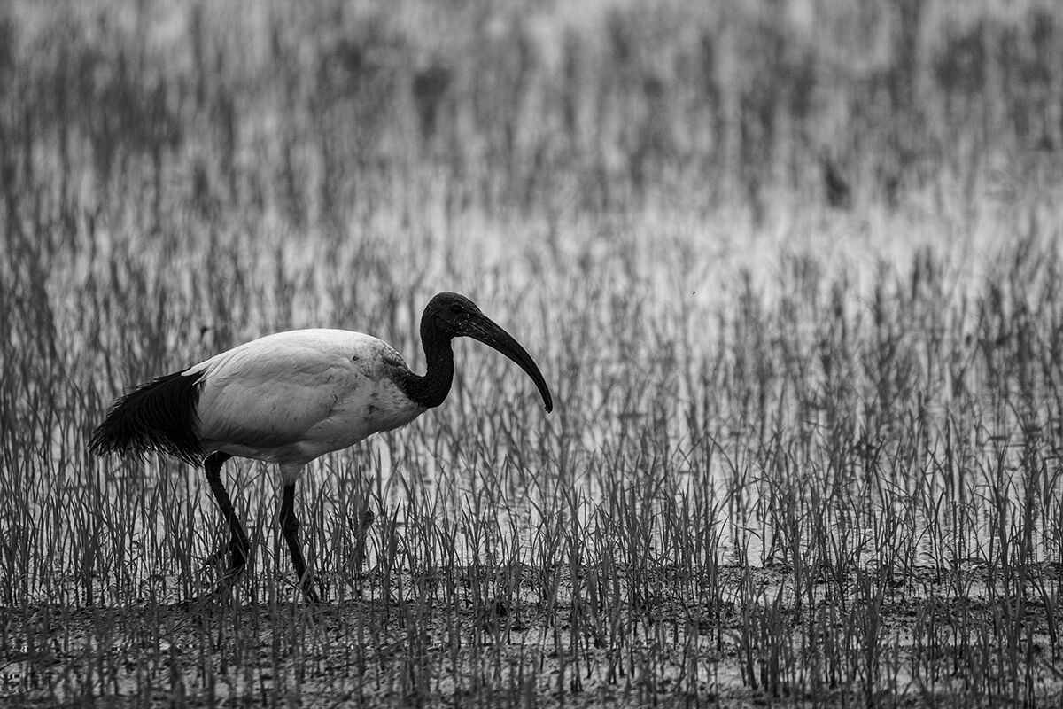 Sacred ibis.