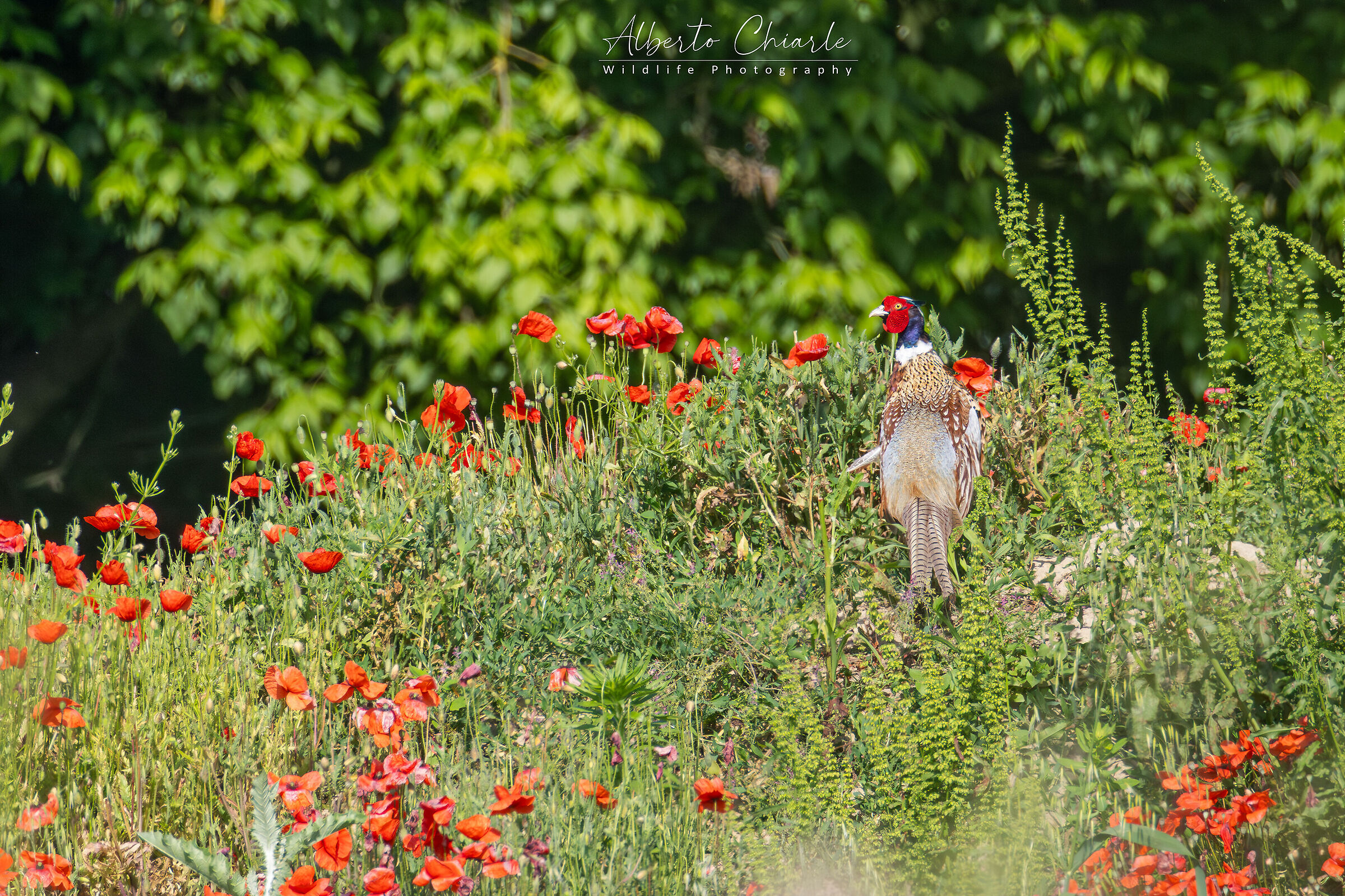 Camouflage pheasant