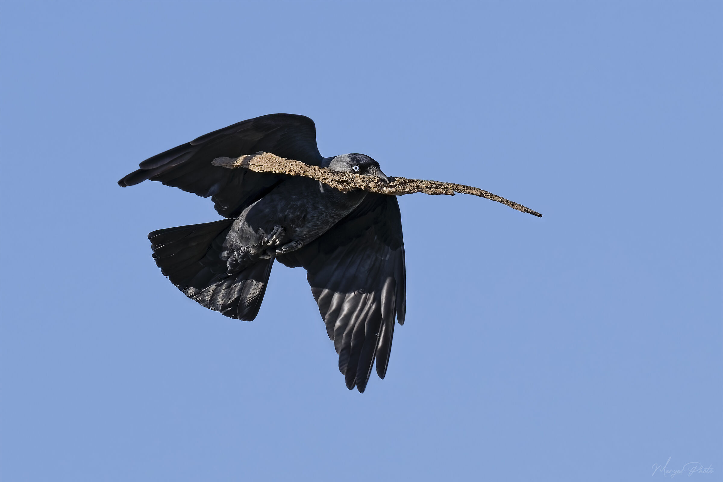 Taccola con corteccia