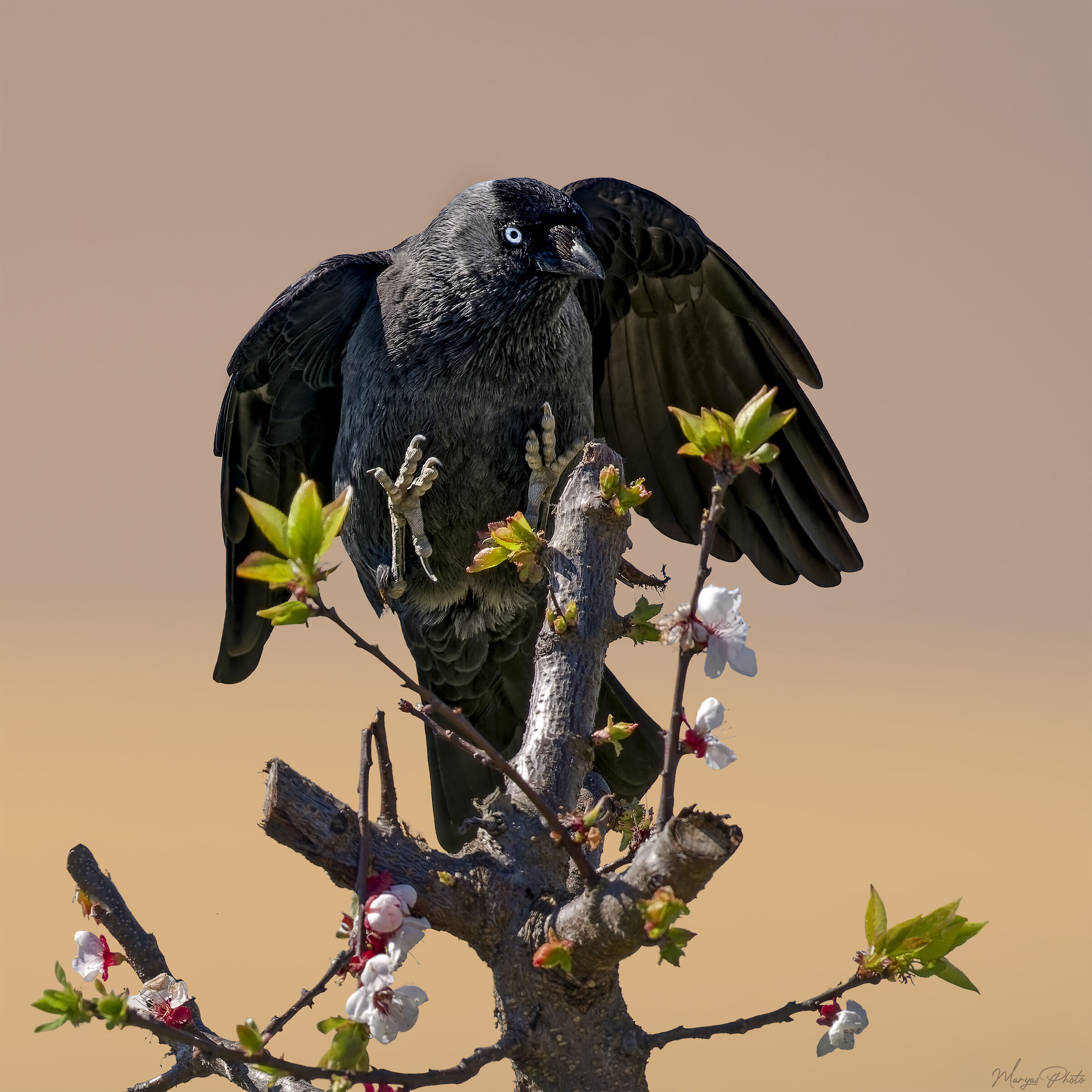 Taccola in arrivo sull'albicocco