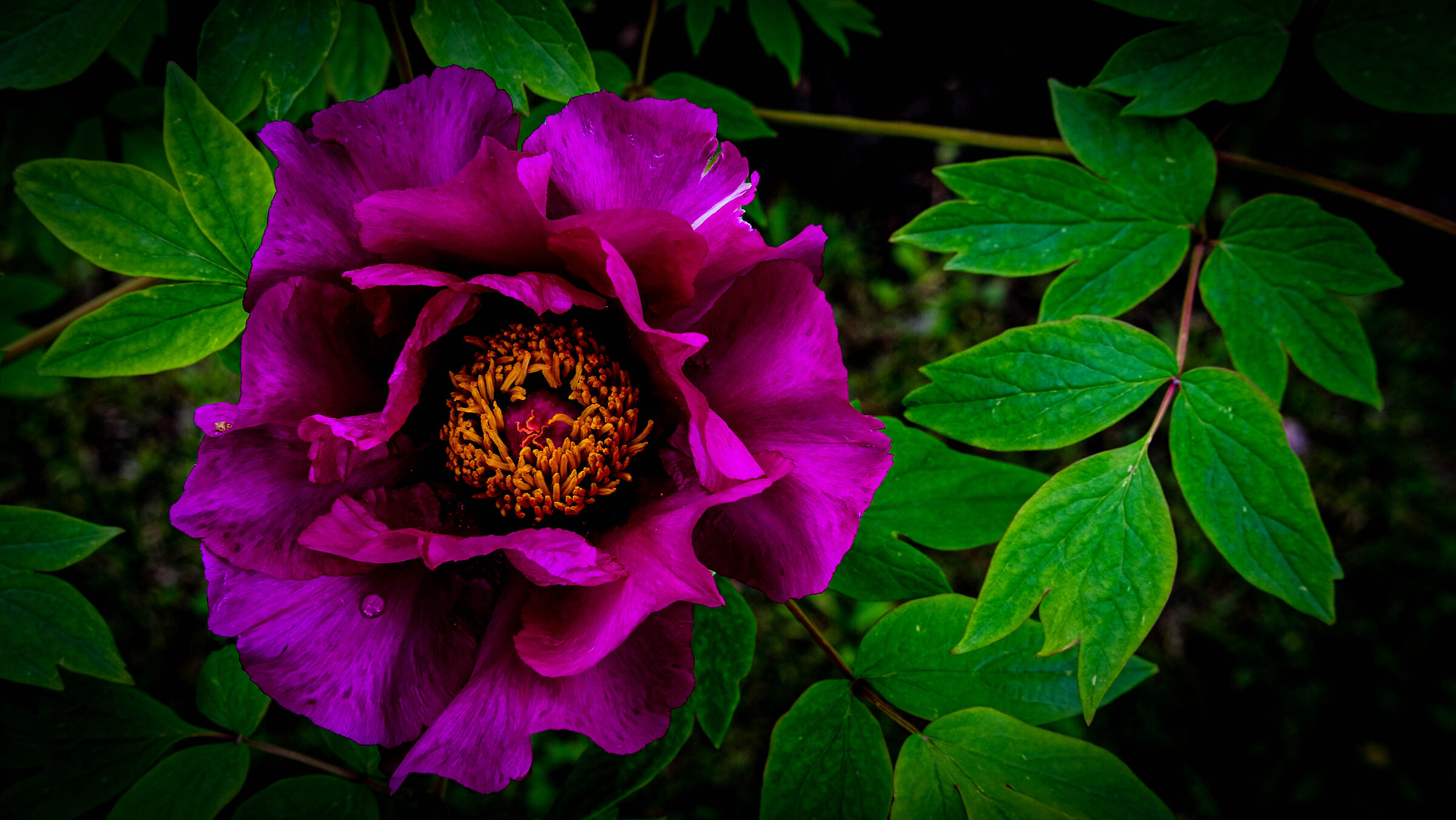 Composizione viola-gialla, chiusa, con goccia.