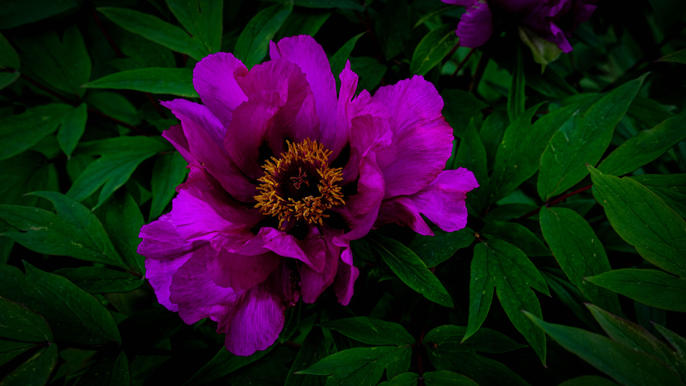 Purple-yellow composition, open.