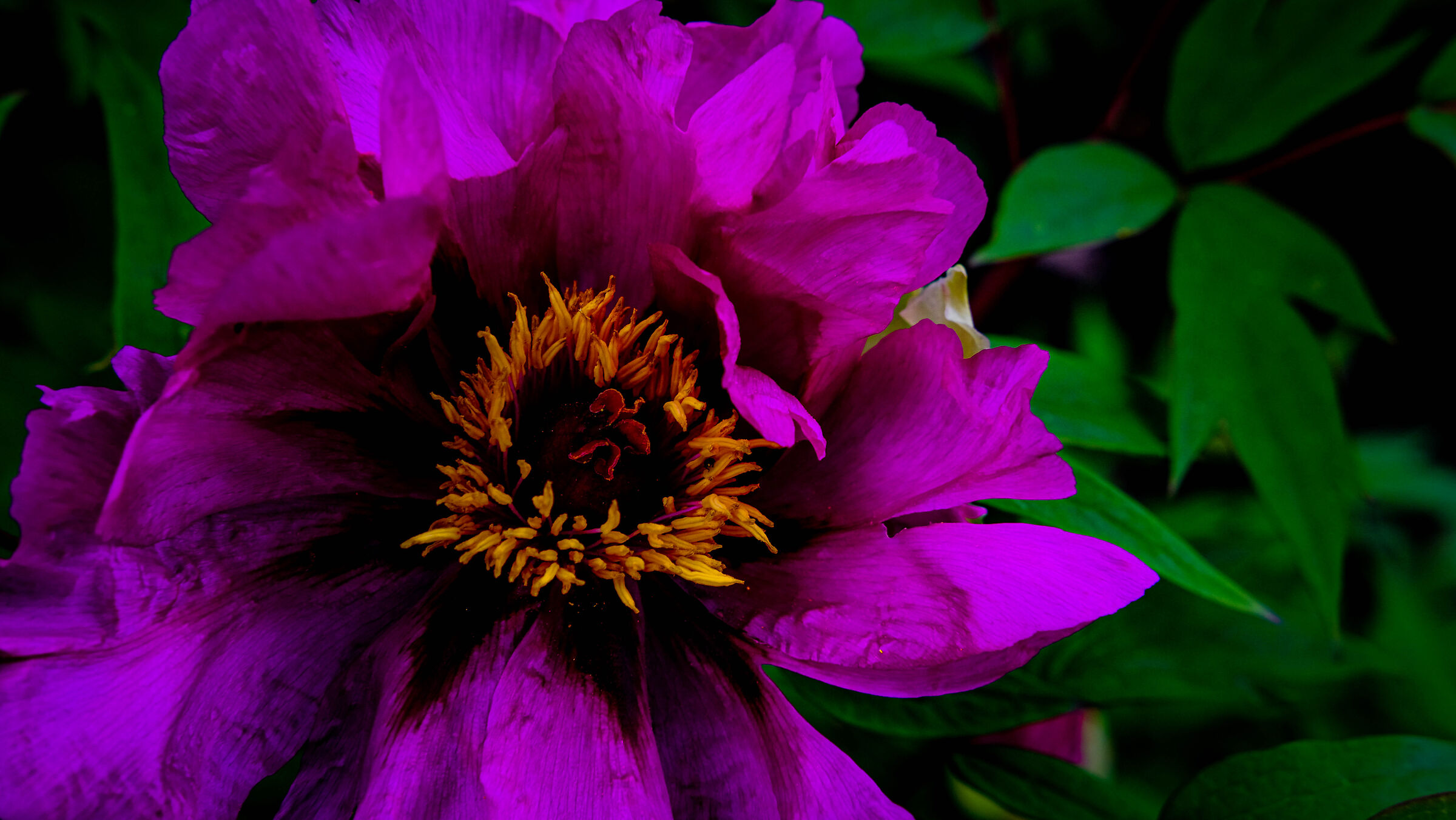 Purple-yellow composition, up close.