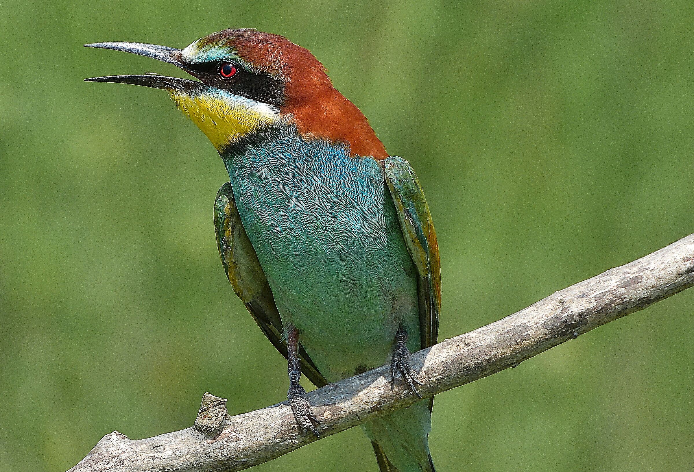 Bee-eater (Merops apiaster)