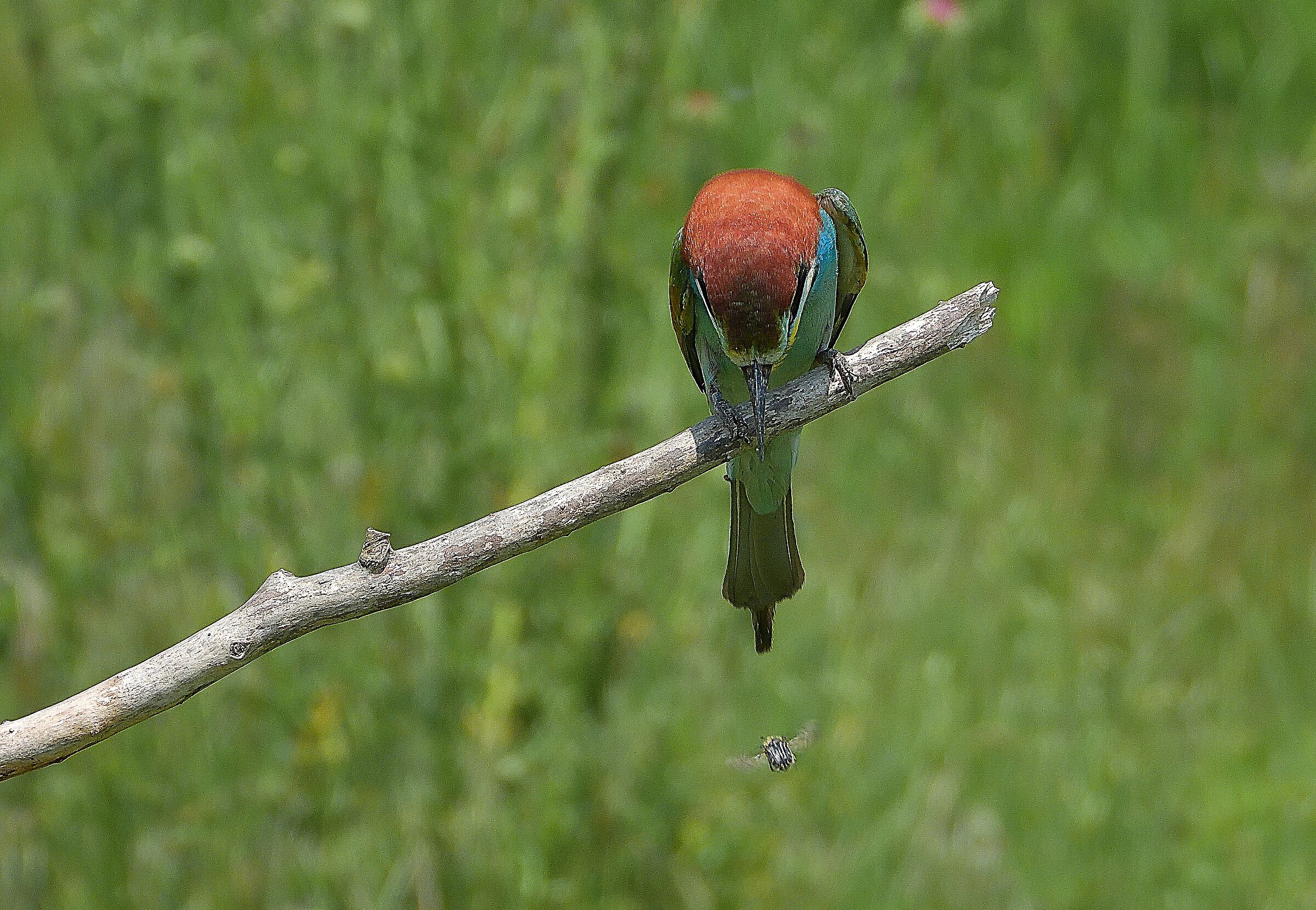 Bee-eater (Merops apiaster)