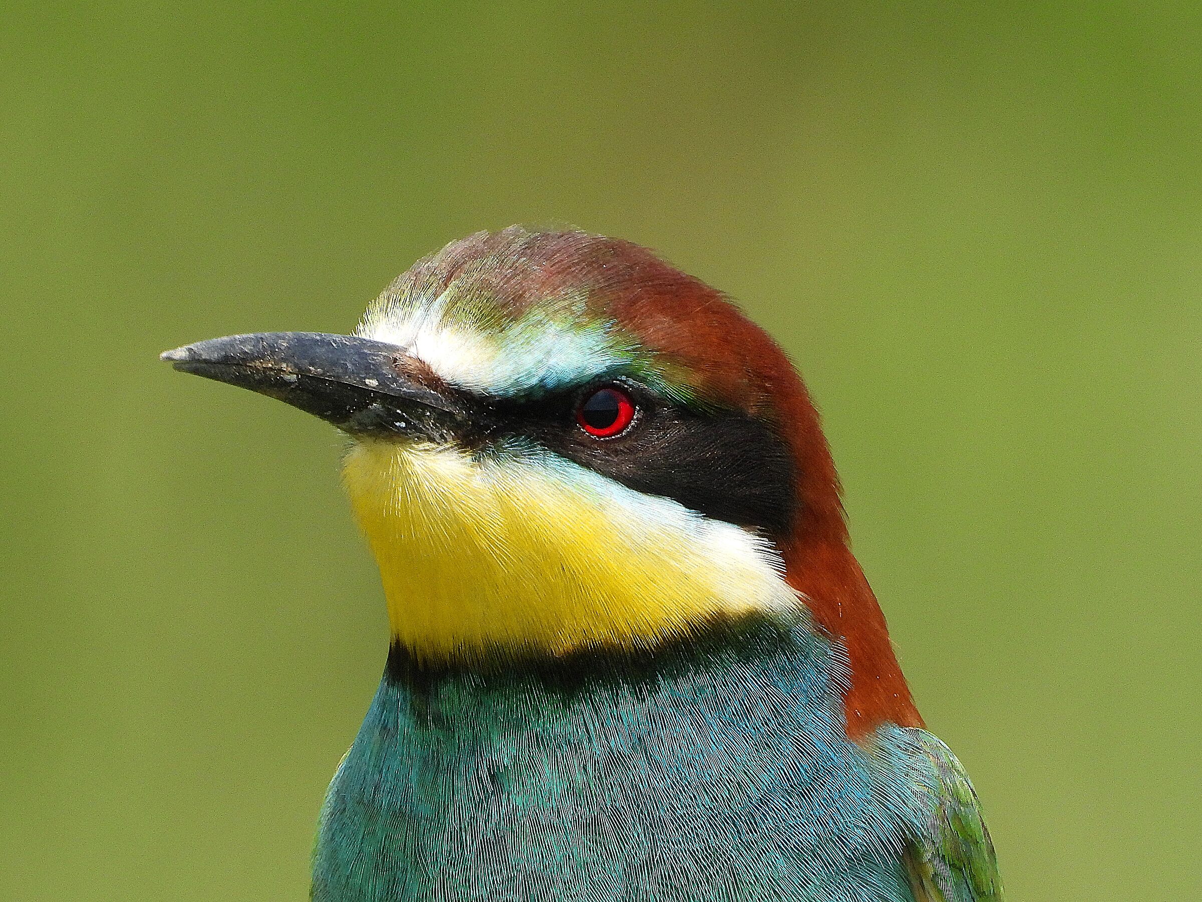 Bee-eater (Merops apiaster)