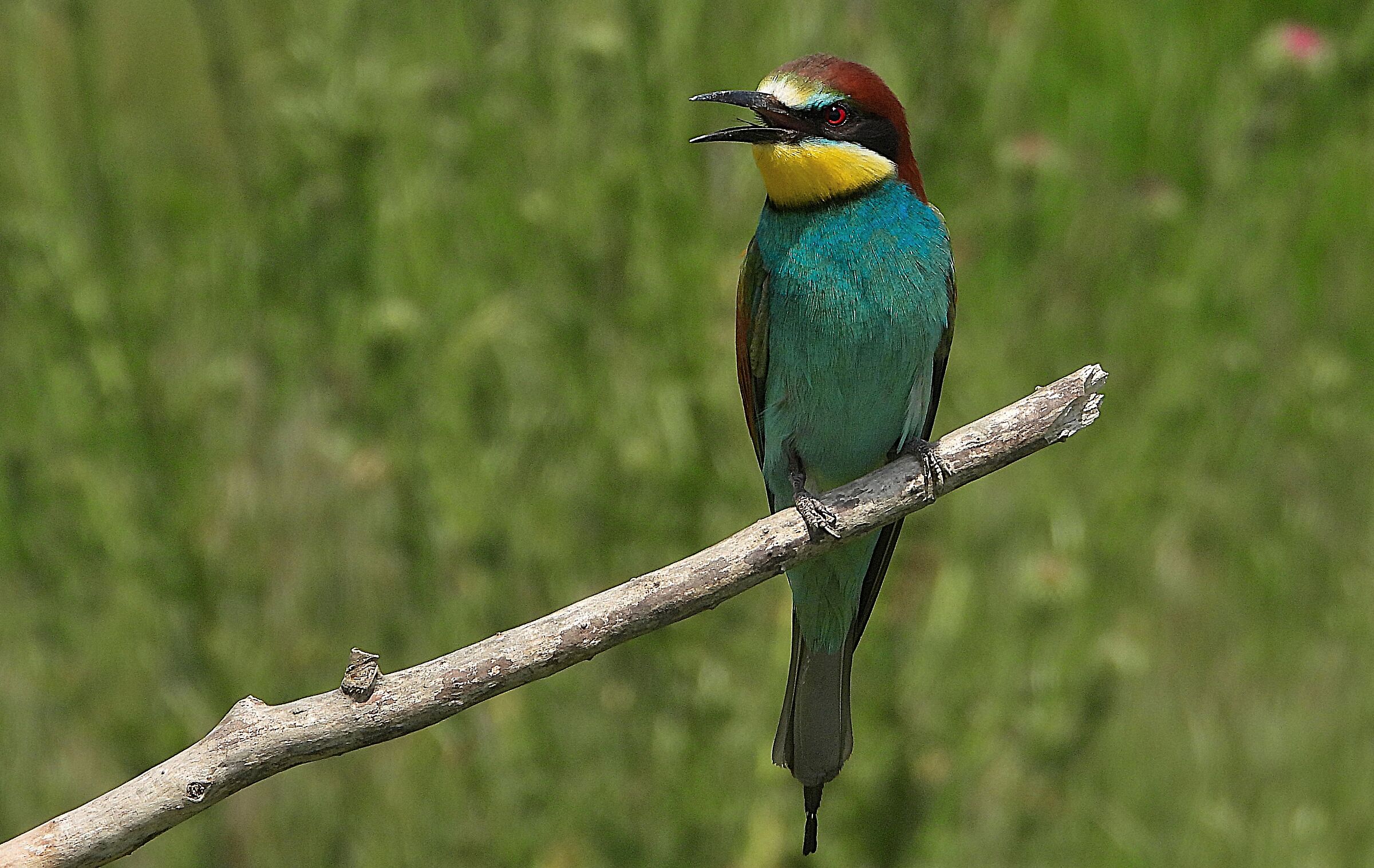 Bee-eater (Merops apiaster)