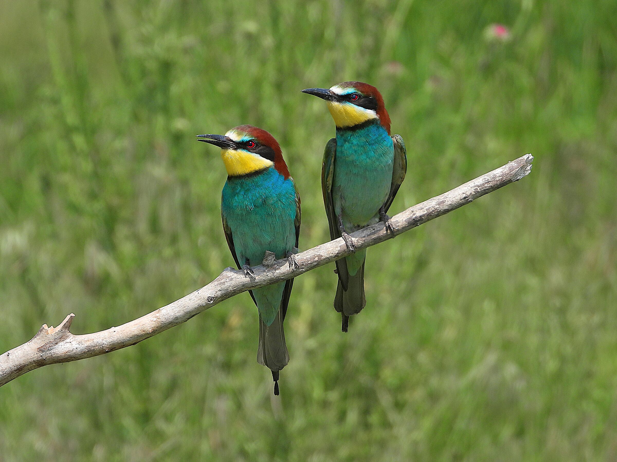 Bee-eater (Merops apiaster)