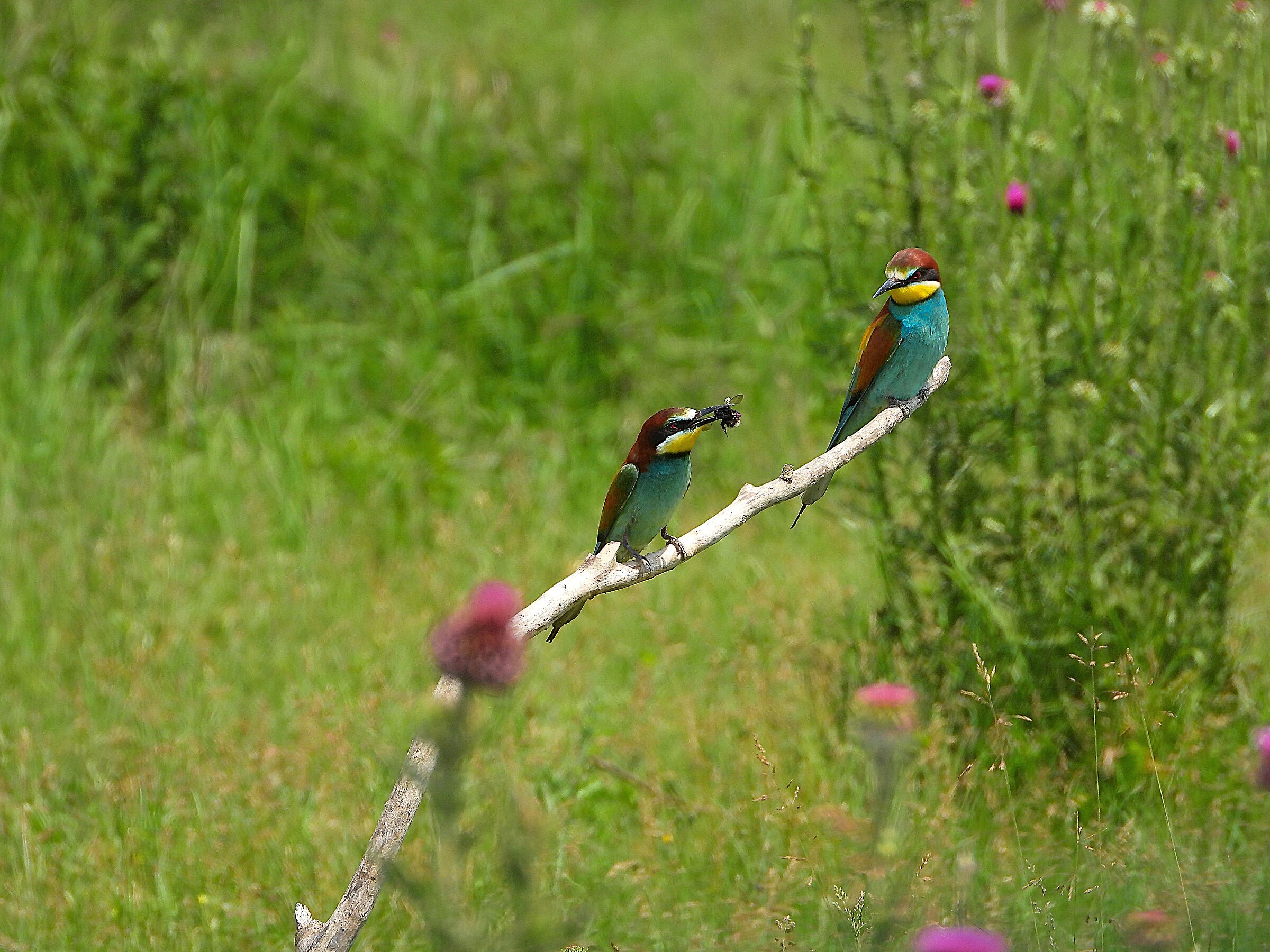 Bee-eater (Merops apiaster)