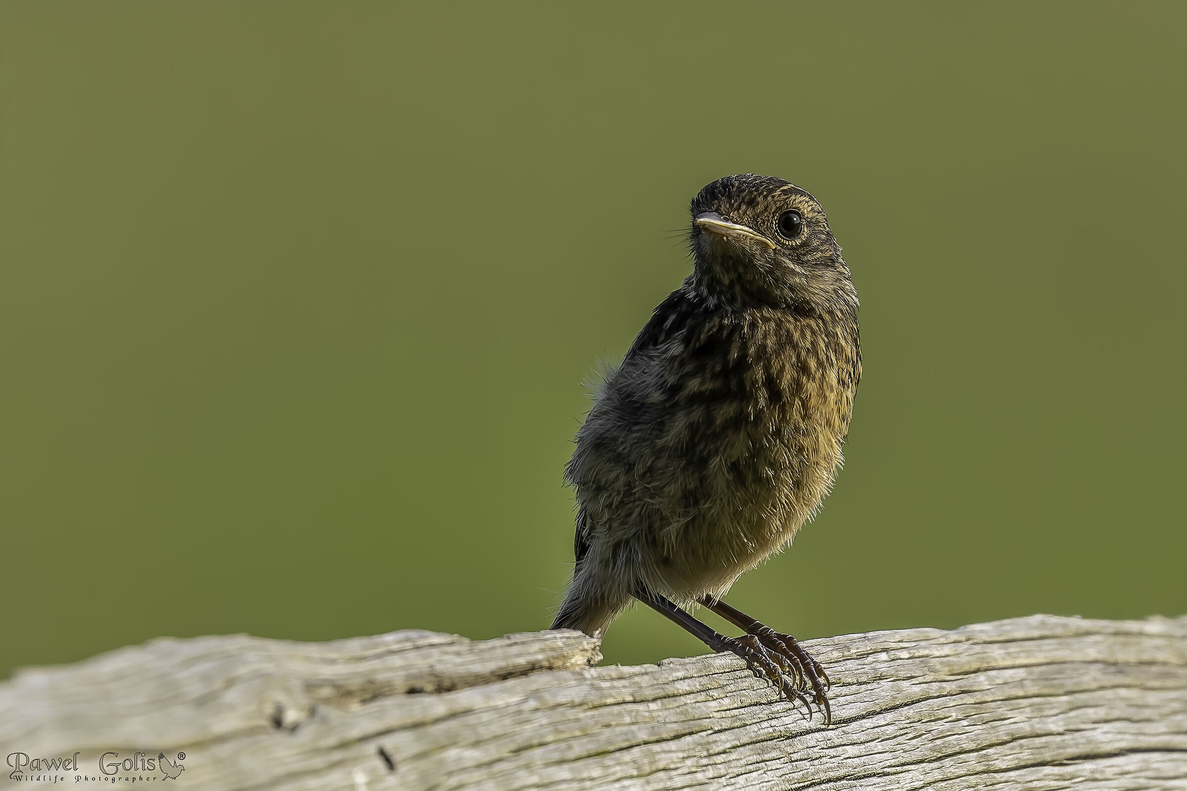 Salimpalo (Saxicola rubicola)