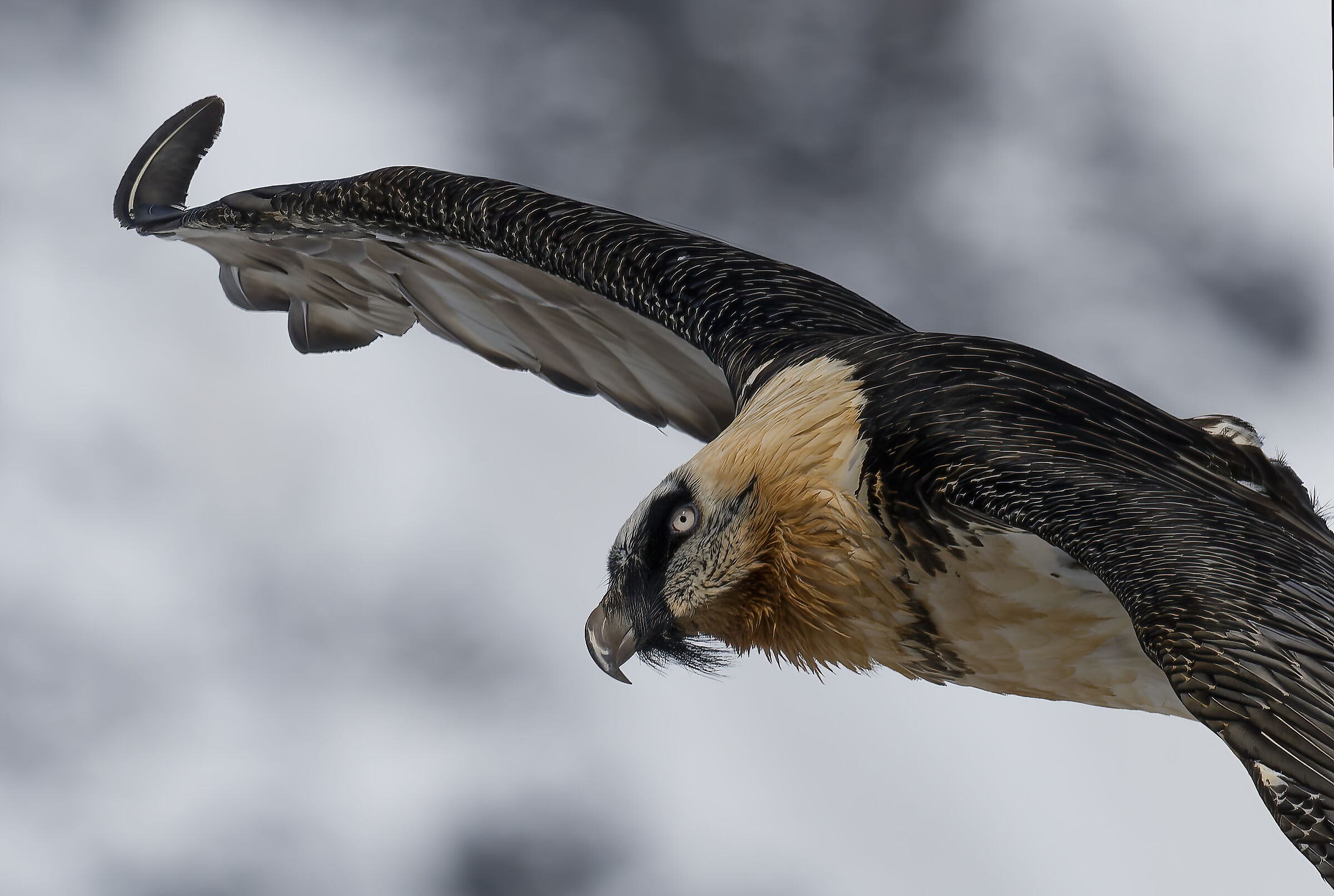 Gypaetus barbatus - Gran Paradiso National Park