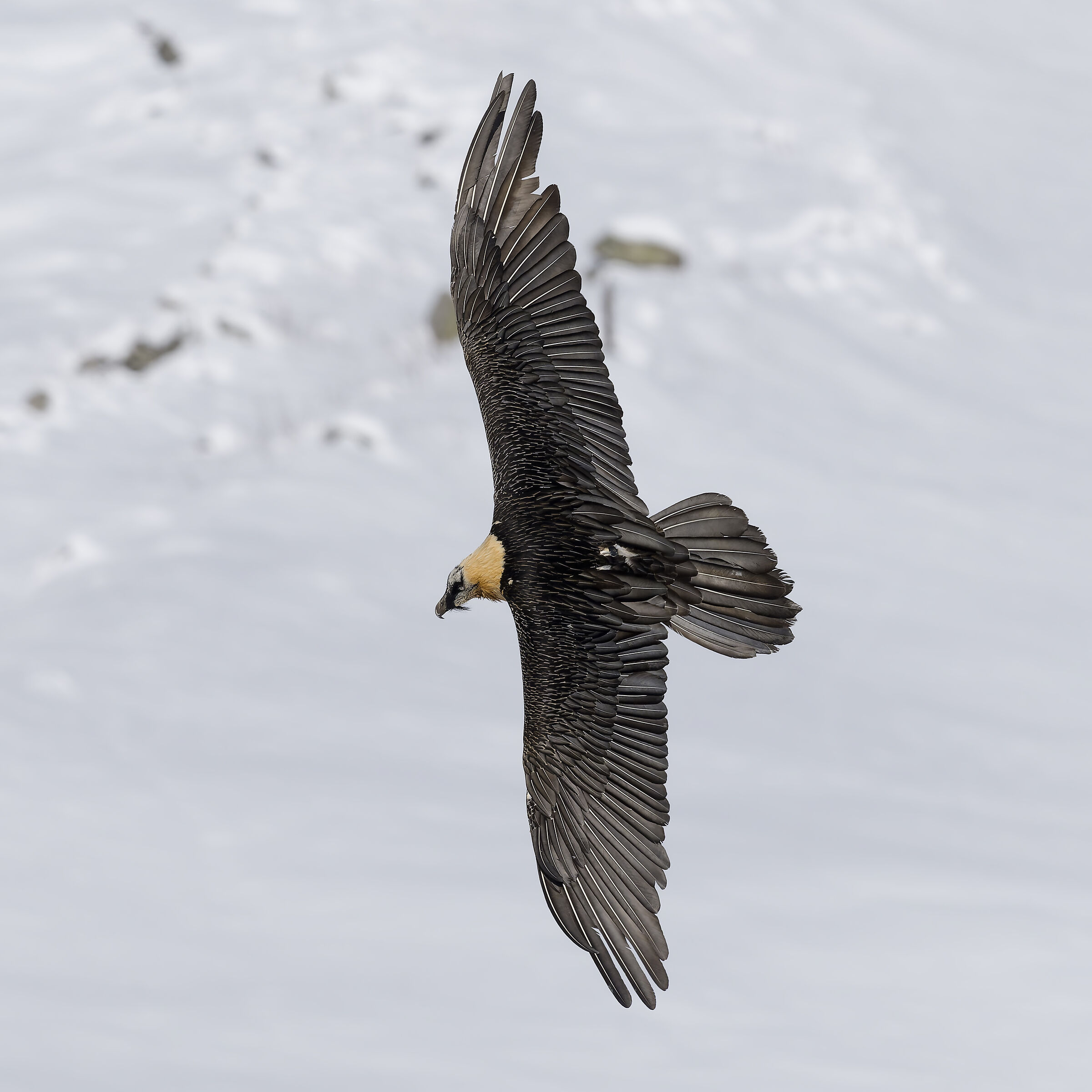 Gypaetus barbatus - Gran Paradiso National Park