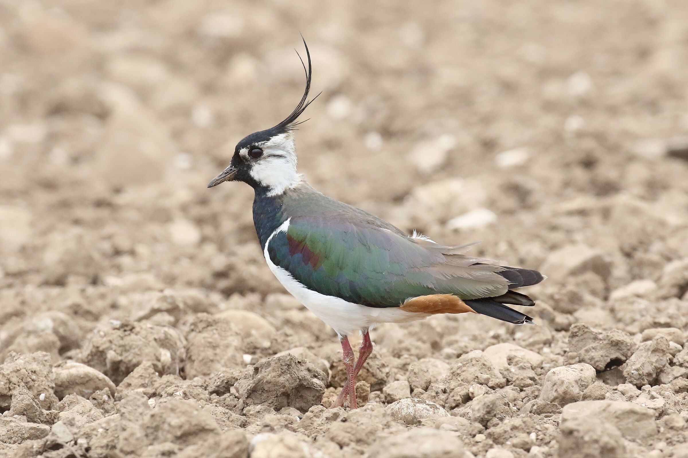 Lapwing