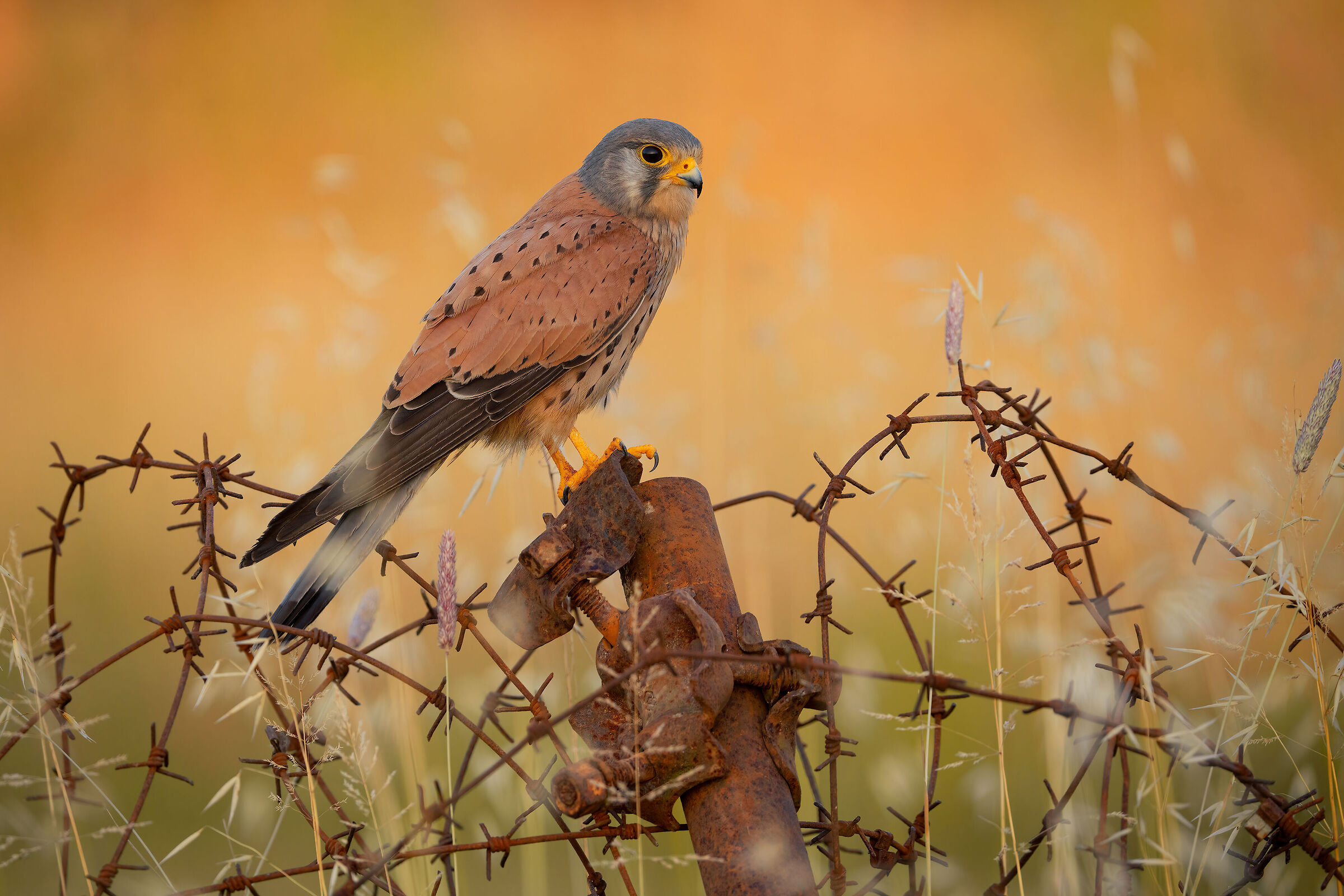 kestrel